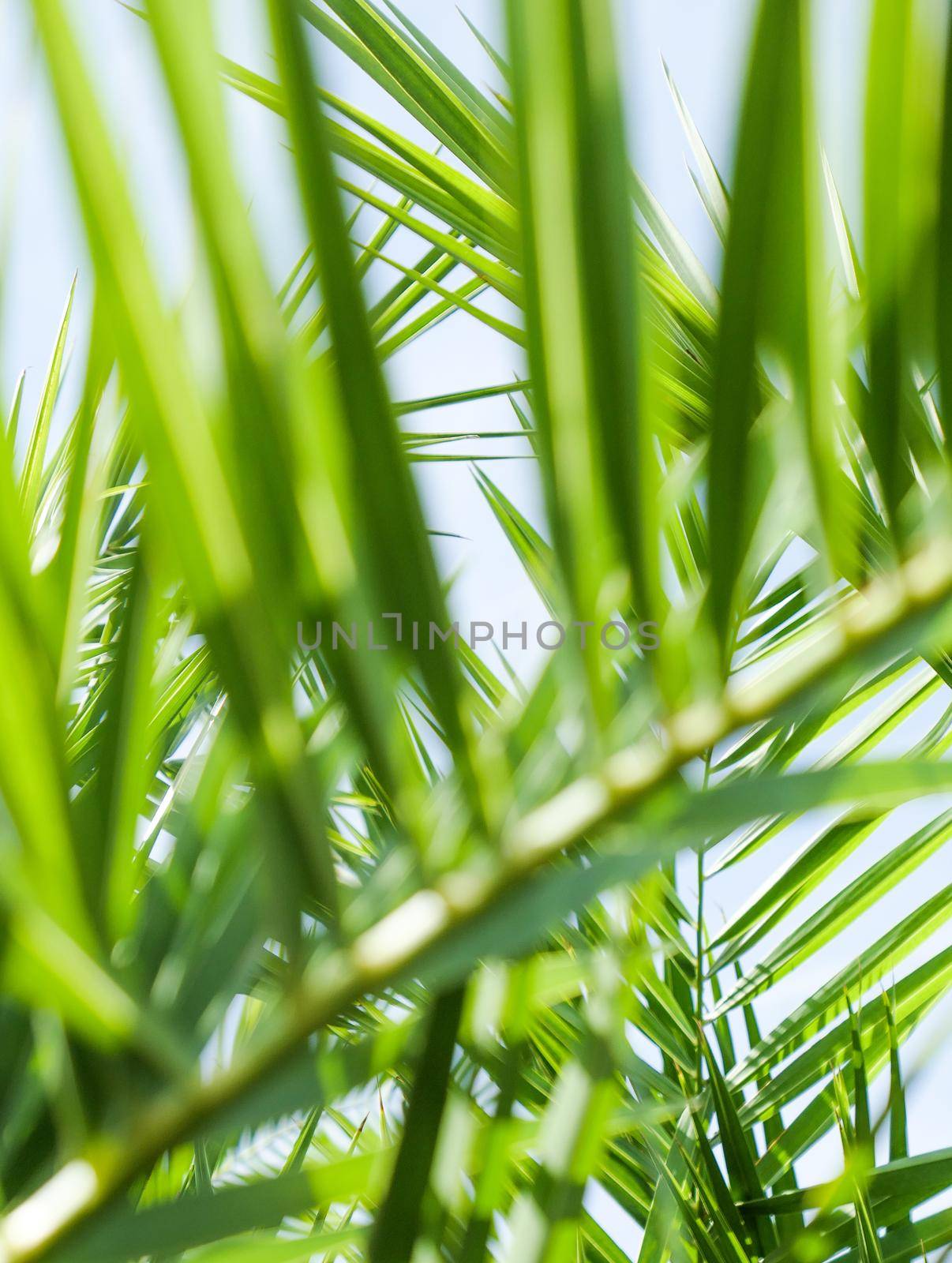 Palm leaves in summertime by Anneleven