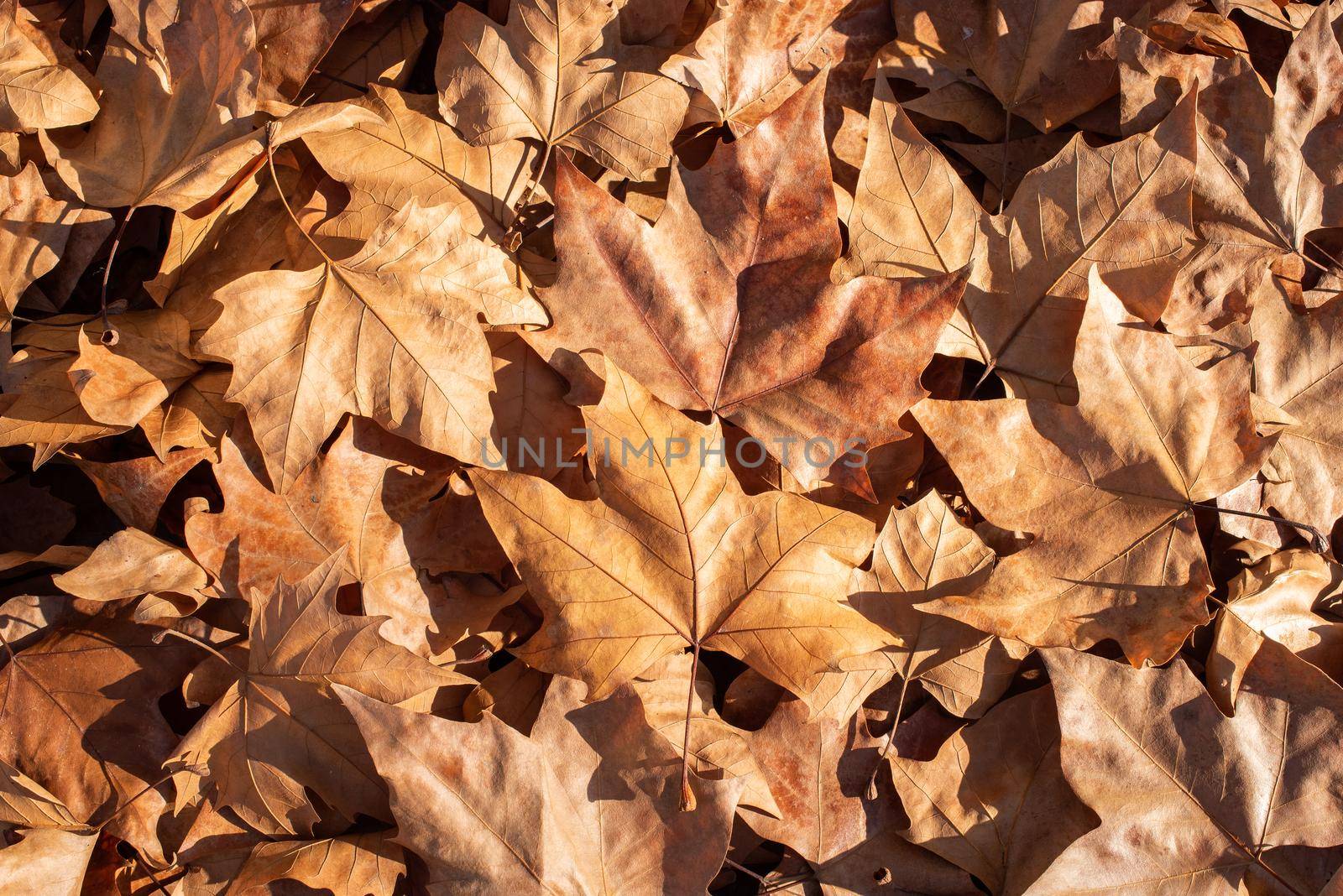 Pile of fallen leaves in the floor during autumn by ivanmoreno