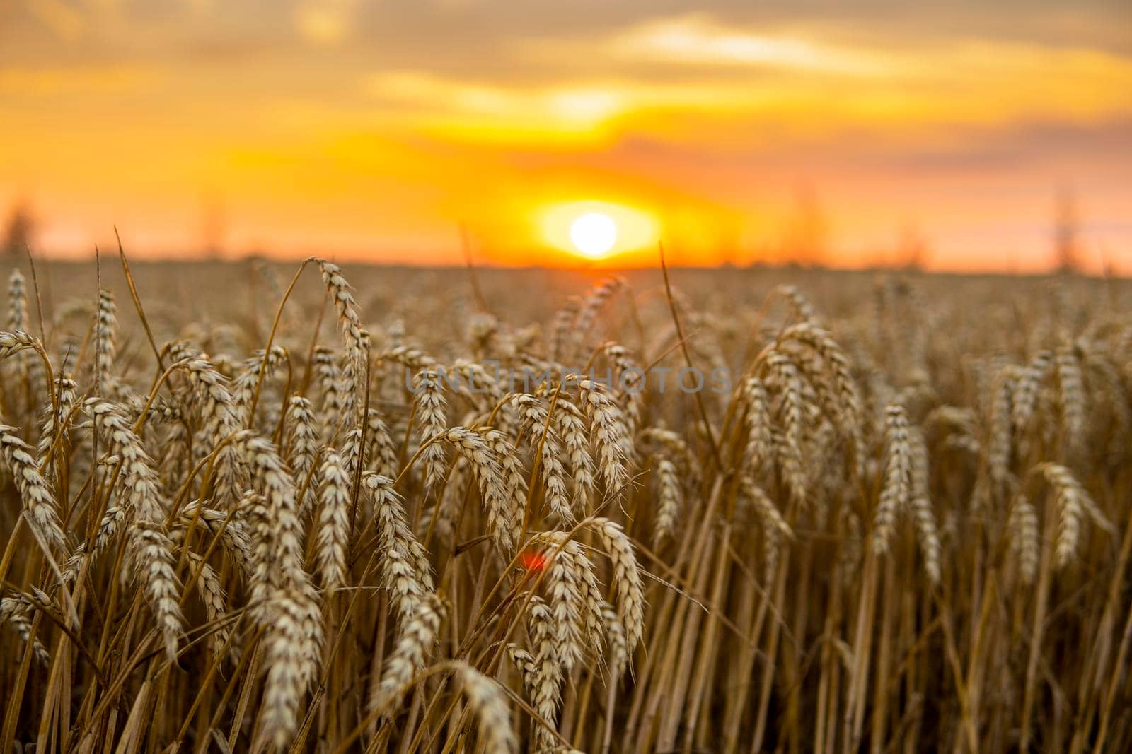 Scenic view at beautiful summer sunset in a wheaten field with golden wheat with a cloudy sunset sky background