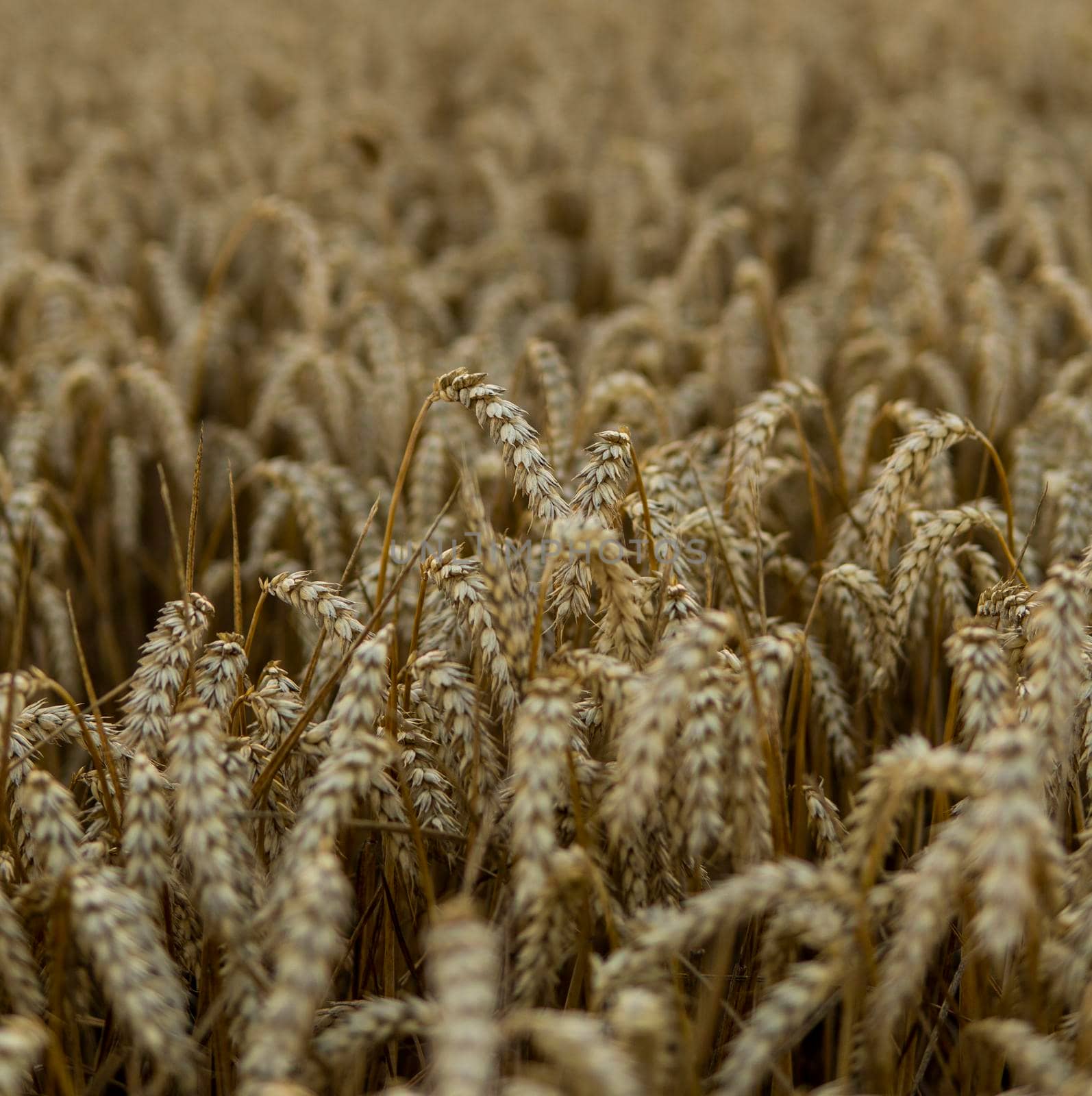 Golden wheat field under a setting sun.Organic golden ripe ears of wheat on agricultural field