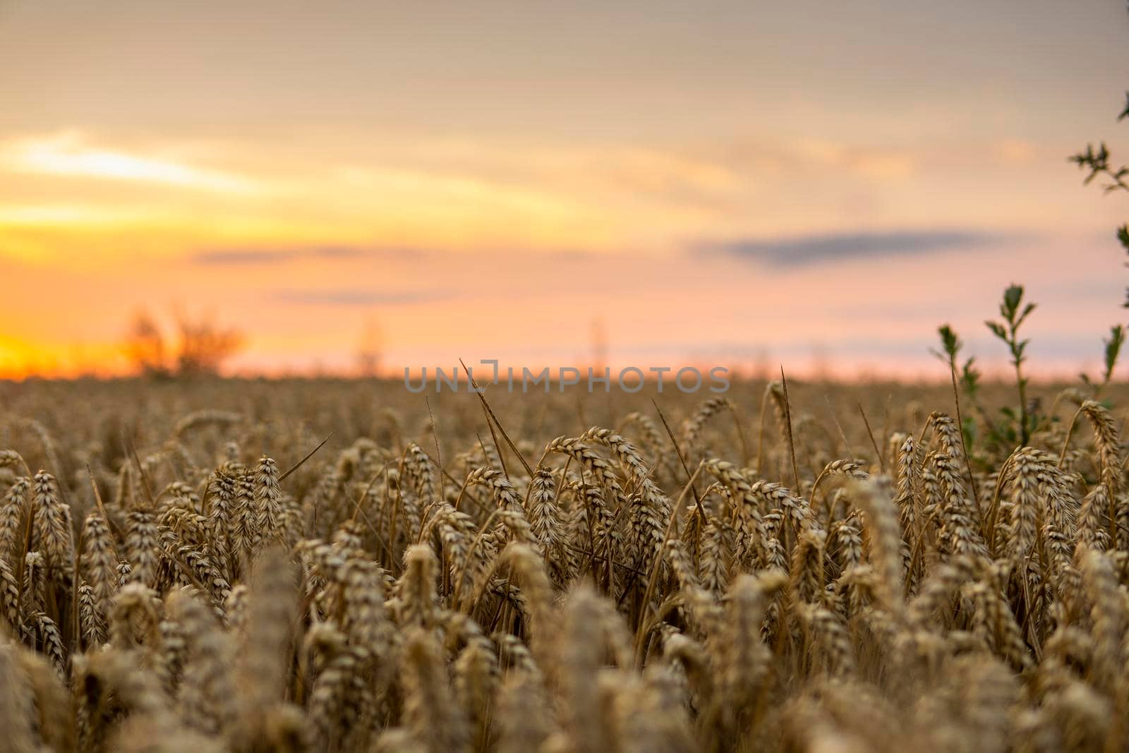 Scene of sunset on the agricultural field with golden ears of wheat in the summer with a cloudy sunset sky background. Landscape. by vovsht