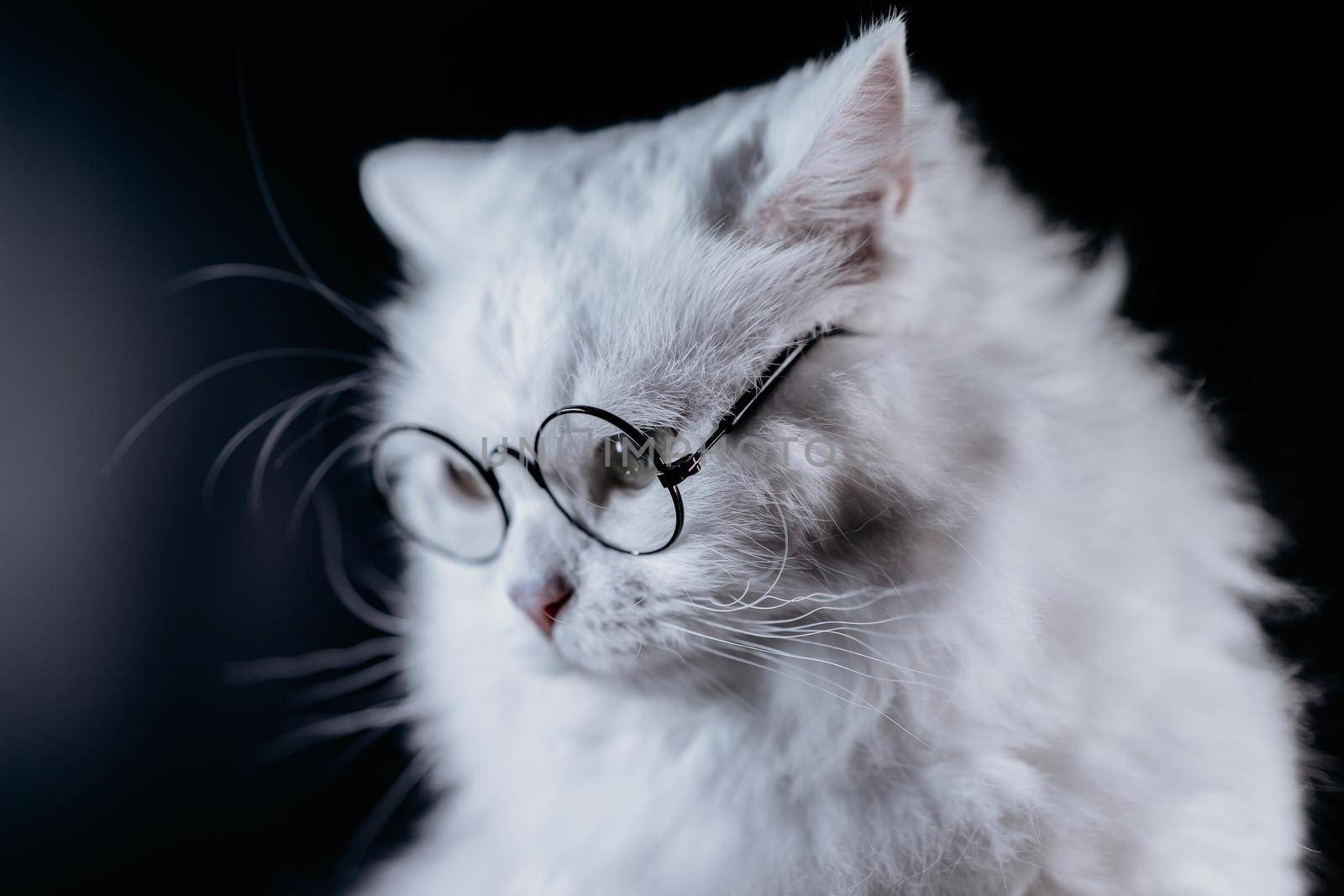 Luxurious domestic kitty in glasses poses on black background. Portrait of white furry cat in fashion eyeglasses. Studio light. High quality photo