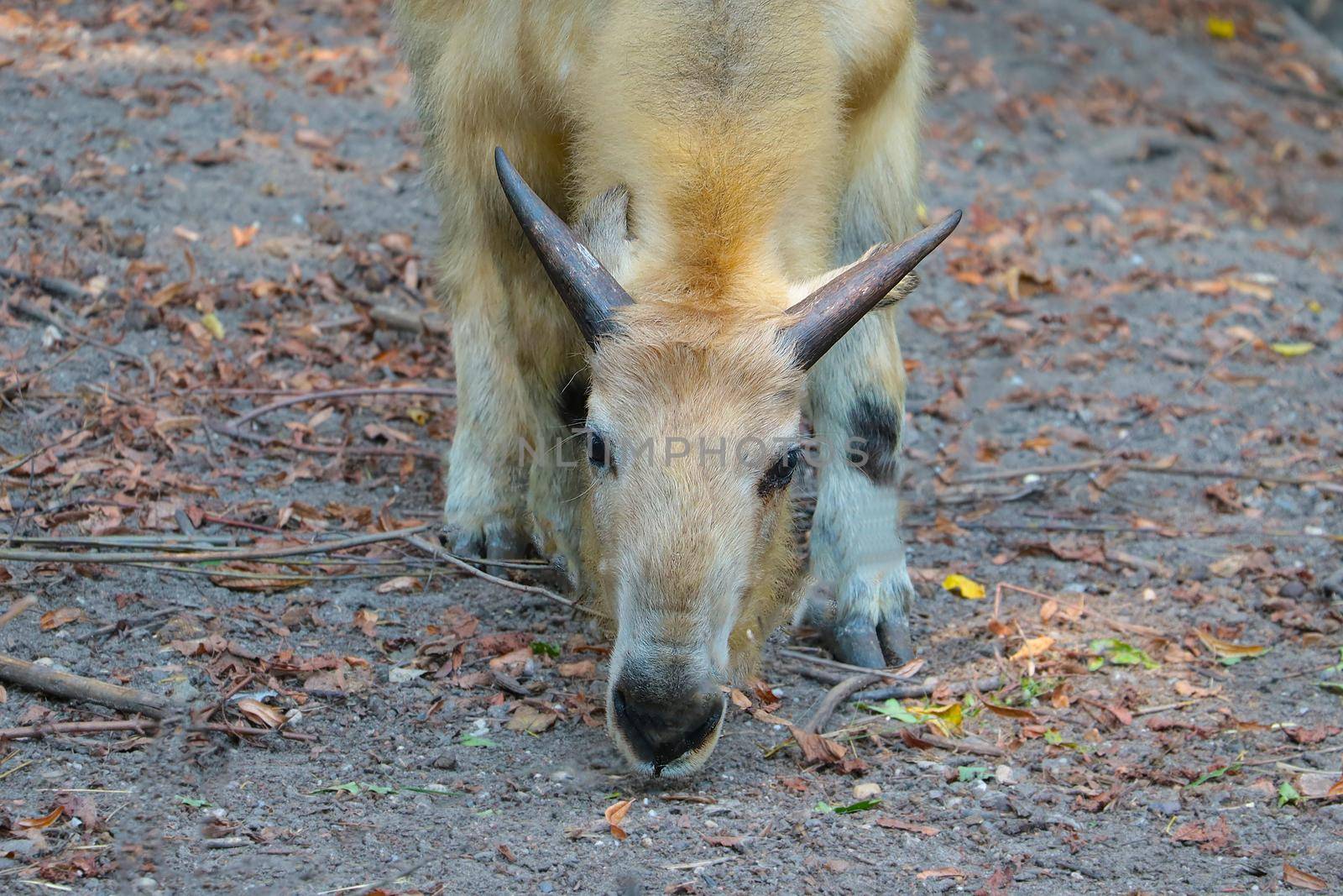 Takin is an artiodactyl mammal from the bovid family