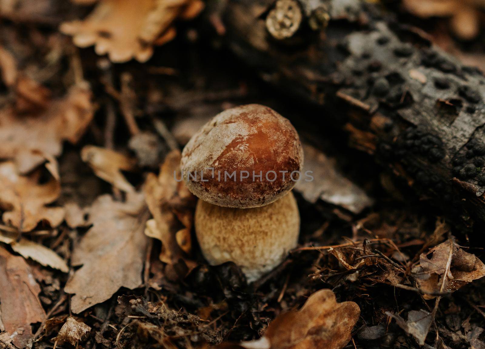 Small fungus in fallen leaves in autumn. Popular Boletus Edilus mushroom in natural forest habitat. High quality photo