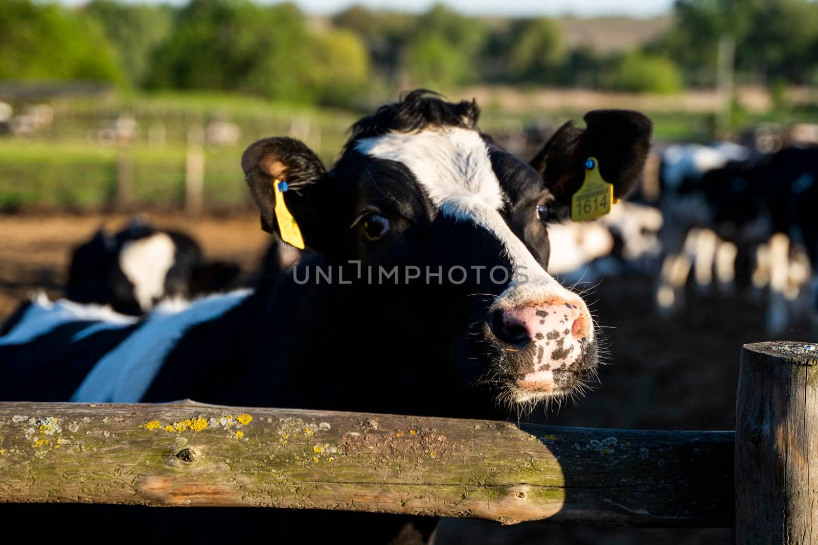 Beautiful close up on a young black and white cow on a farm looking in a camera behind the fence summer pasture