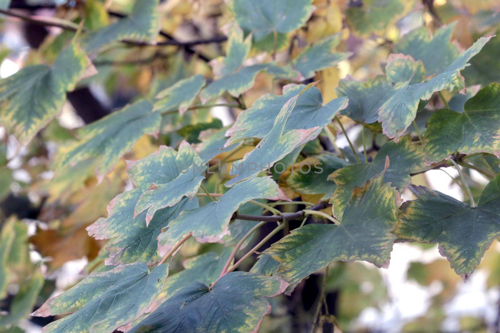 Yellow green maple leaves. The onset of autumn, cold weather