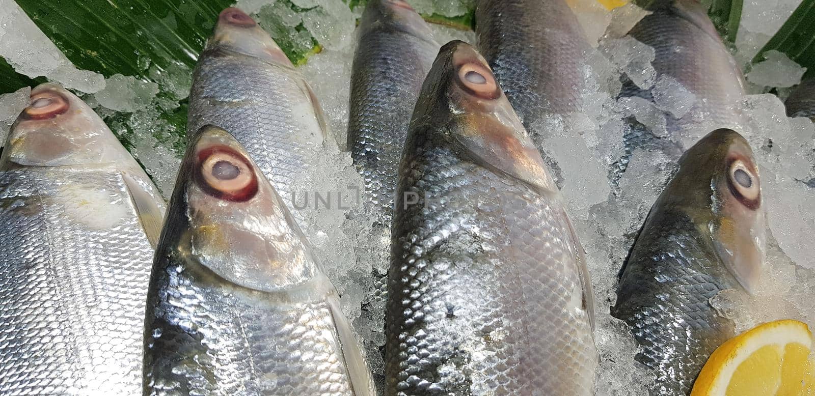 fresh milkfish or Chanos chanos or Chanidae, Cretaceous, tautonym, awa, ava, or ikan bandeng, bolu, in the market