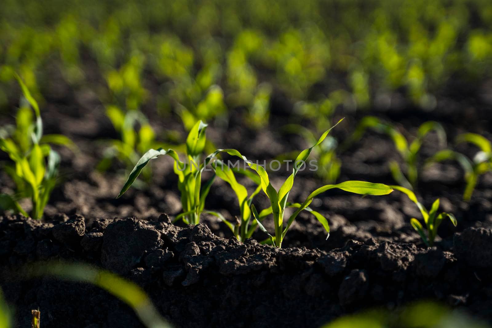 Cornfield, young sprouts growing in rows. Rows of young small corn plants on farm field. Corn field. Grow and plant corn. by vovsht