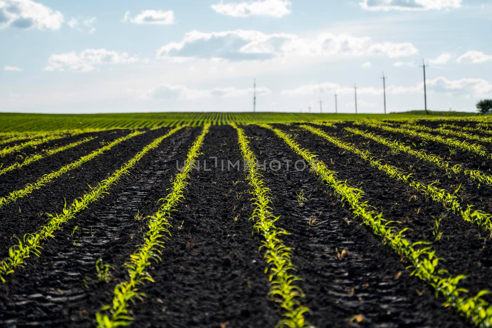 Rows of young corn shoots on a cornfield. Agriculture. Growing sweet corn. by vovsht