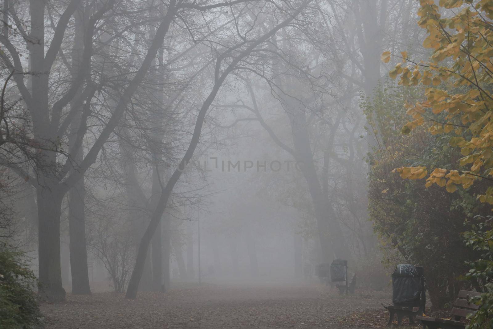 Foggy autumn morning in the park. The onset of cold and winter. Mystical morning