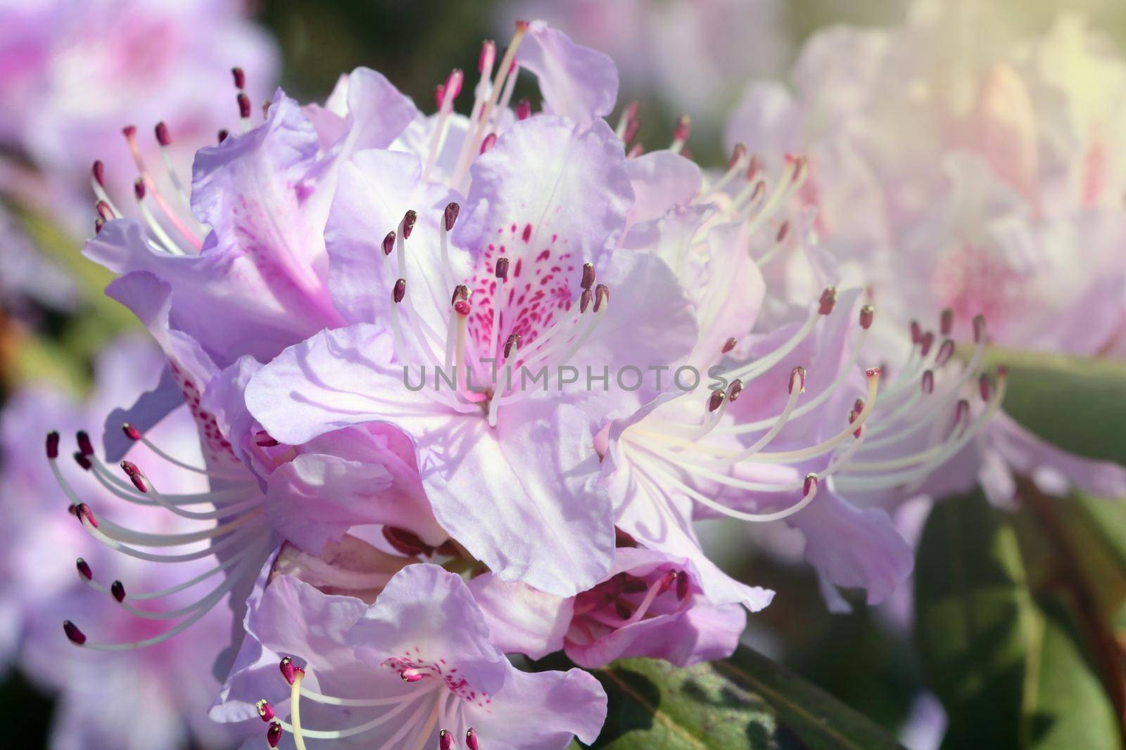 A flowering branch of azaleas in the garden in the spring. Soft light falls on a branch of rhododendron