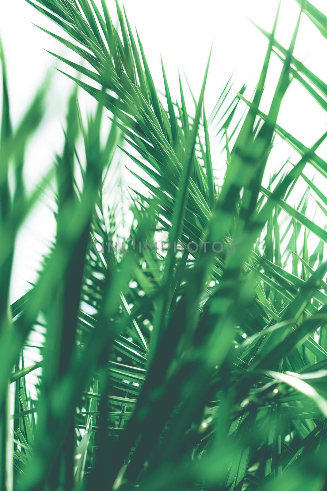 Botanical backdrop, exotic vacation and beauty in nature concept - Tropical palm leaves, floral background