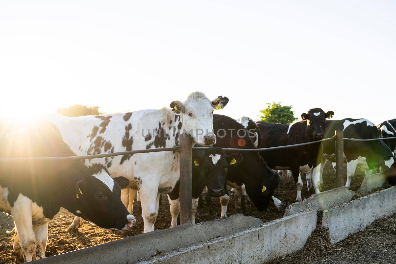 Agriculture industry. Farming and animal husbandry concept. Herd of cows eating hay in cowshed on dairy farm. Sunset. by vovsht