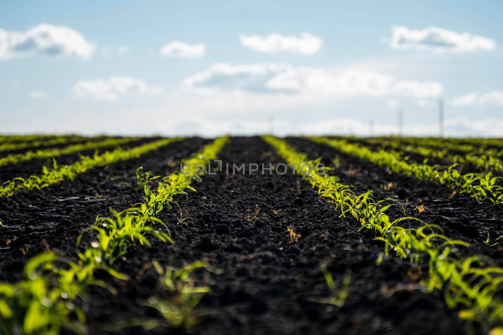 Rows of young small corn plants at farm field. Grow and plant corn concept. Corn gardening. Cornfield, young sprouts grow in rows. by vovsht