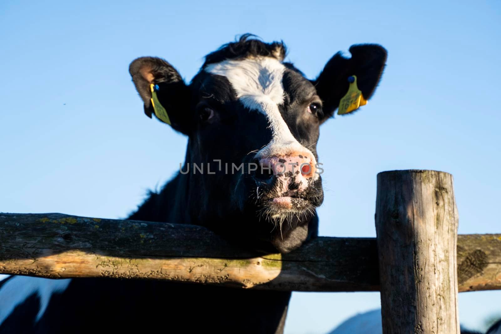 Beautiful close up on a young black and white cow on a farm looking in a camera behind the fence summer pasture