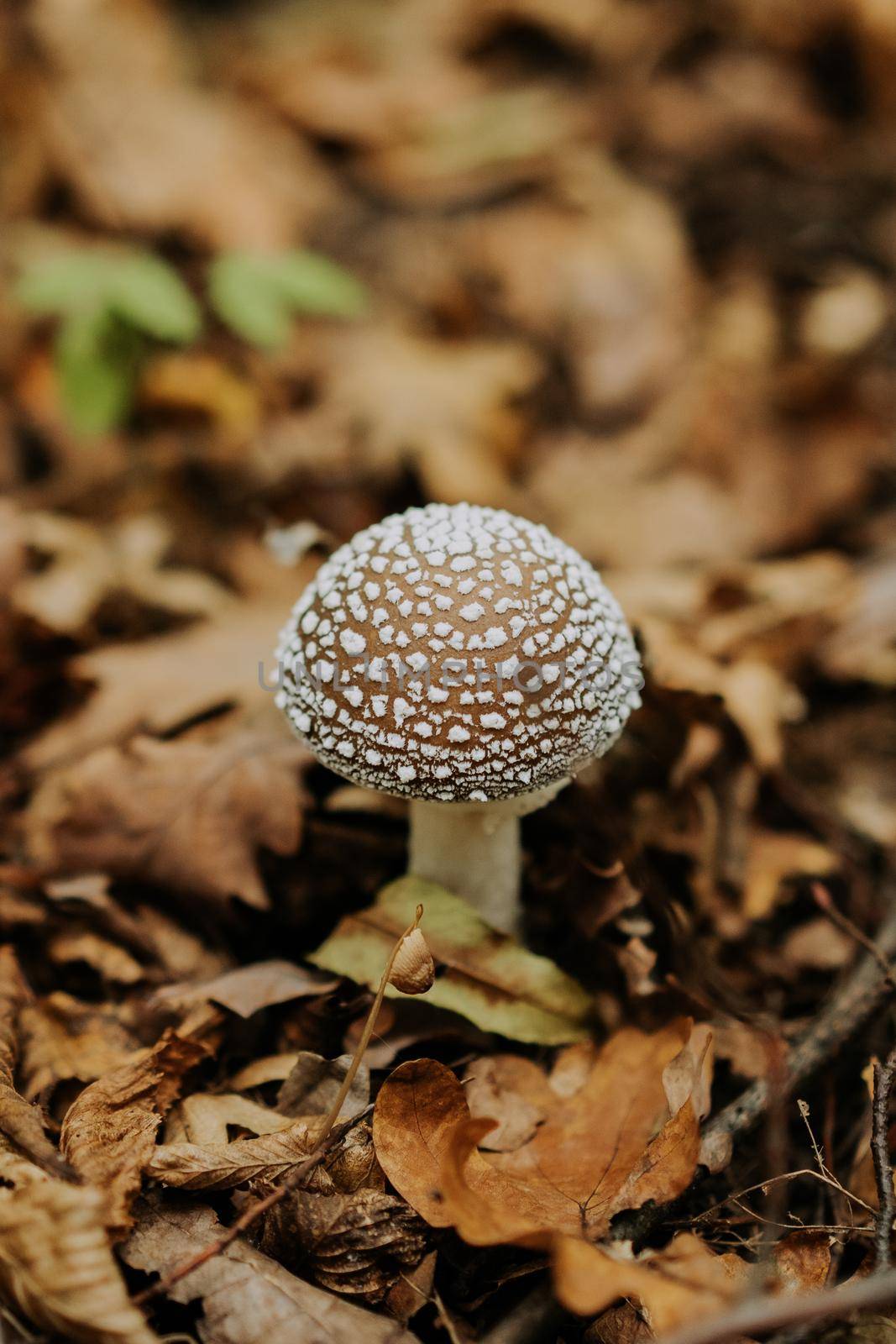 Small fungus amanita in fallen leaves in autumn. Popular fly agaric mushroom in natural forest habitat. . High quality photo