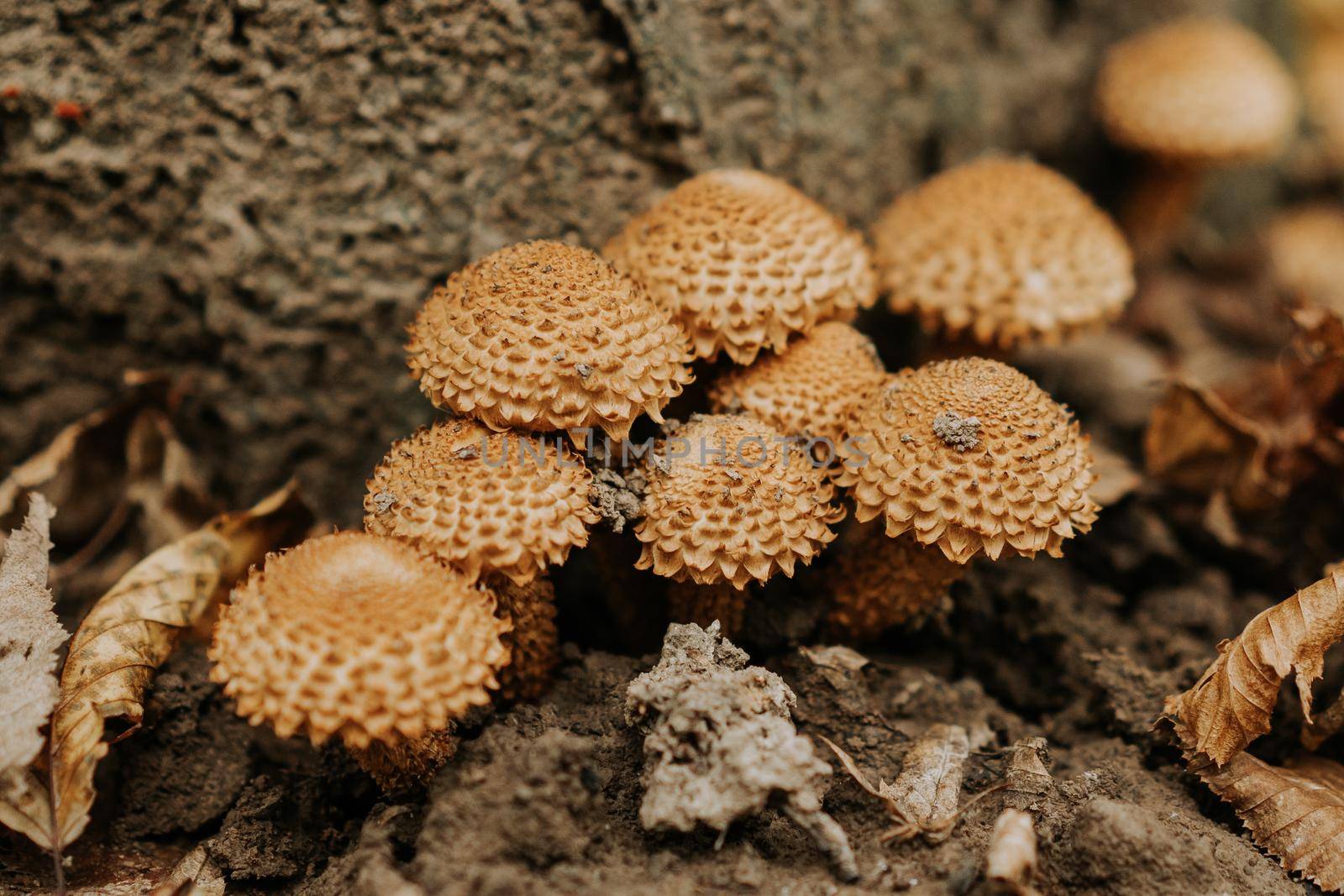 Small funguses Pholiota squarrosa in fallen leaves in autumn. Scaly rare mushrooms listed in the Red Book in natural forest habitat. High quality photo