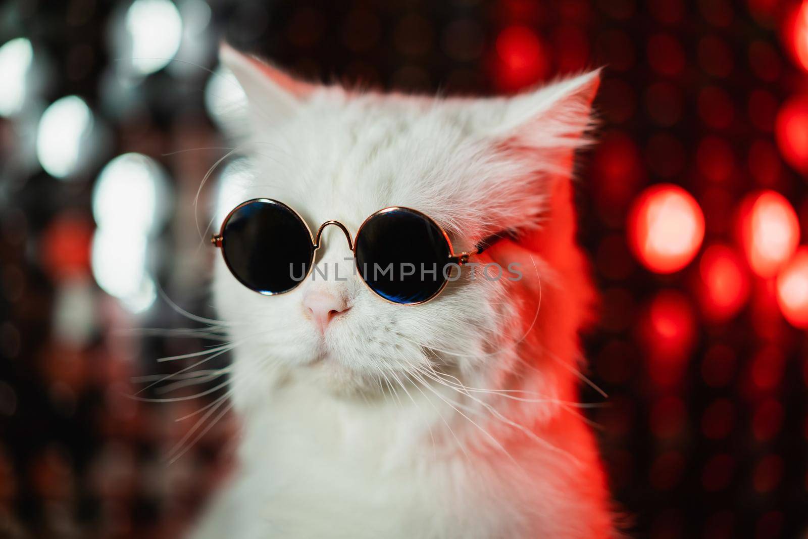 Portrait of disco furry cat in fashion eyeglasses on studio neon shining wall. Luxurious domestic kitty in glasses poses on silver red background. High quality photo