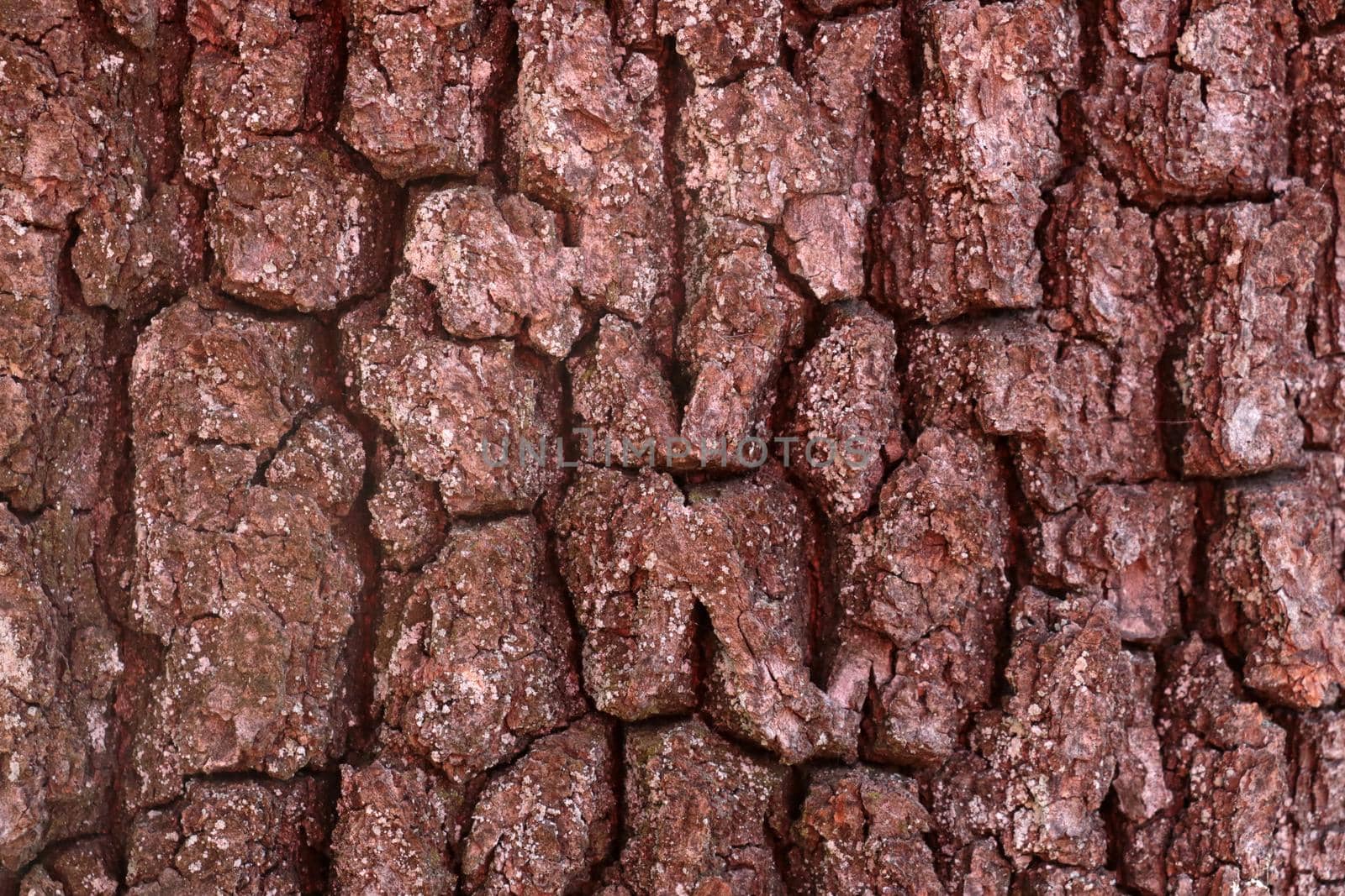 Bright red structured tree bark texture, background