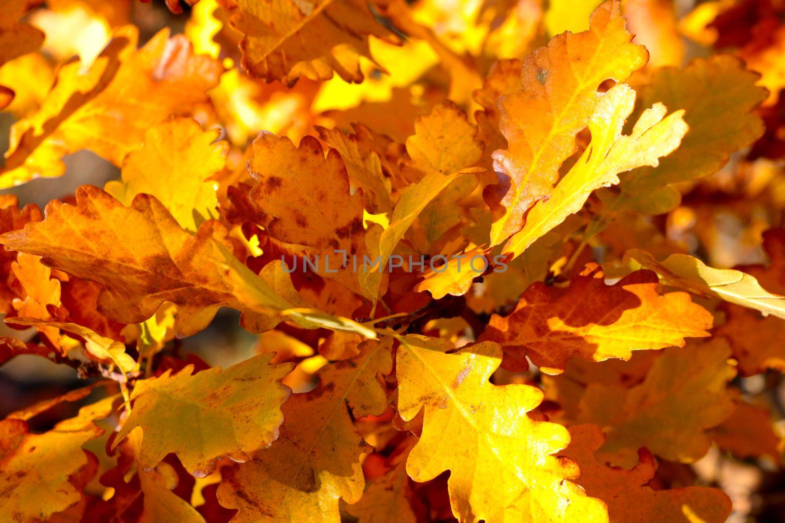 Close-up on the yellow leaves of an oak branch. Colorful and bright autumn background. Soft light falls on yellow foliage