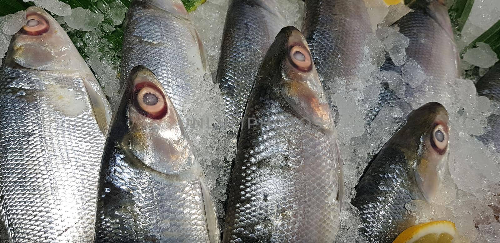 fresh milkfish or Chanos chanos or Chanidae, Cretaceous, tautonym, awa, ava, or ikan bandeng, bolu, in the market