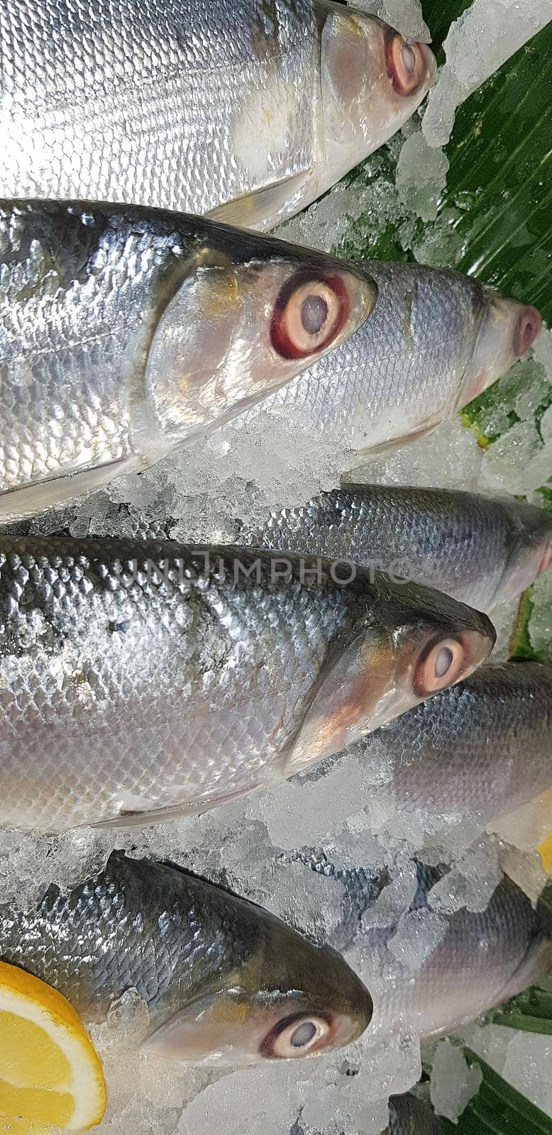 fresh milkfish or Chanos chanos or Chanidae, Cretaceous, tautonym, awa, ava, or ikan bandeng, bolu, in the market