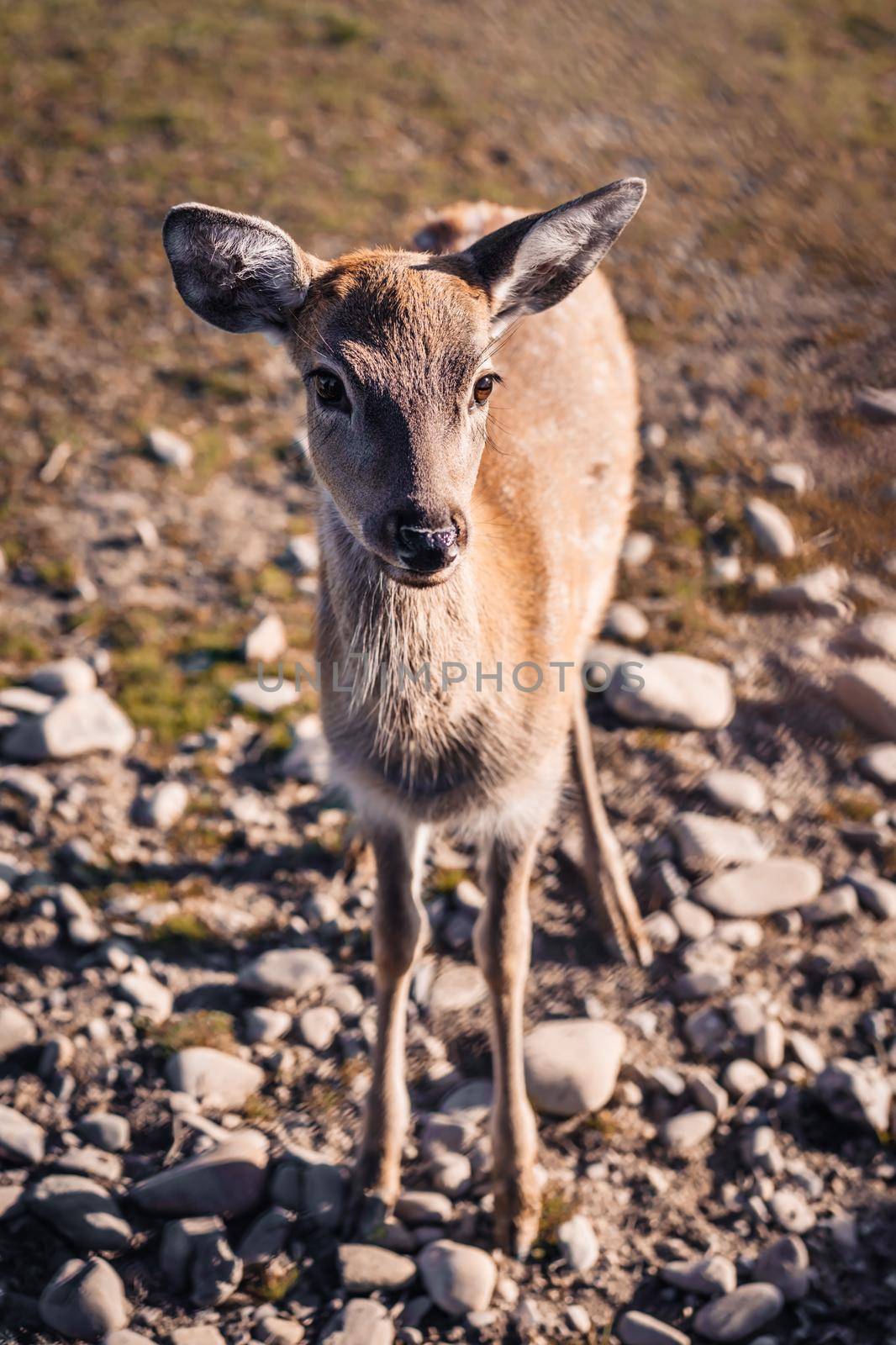 Young deer graze on green lawn, spring season. Cute animals on the farm. by kristina_kokhanova