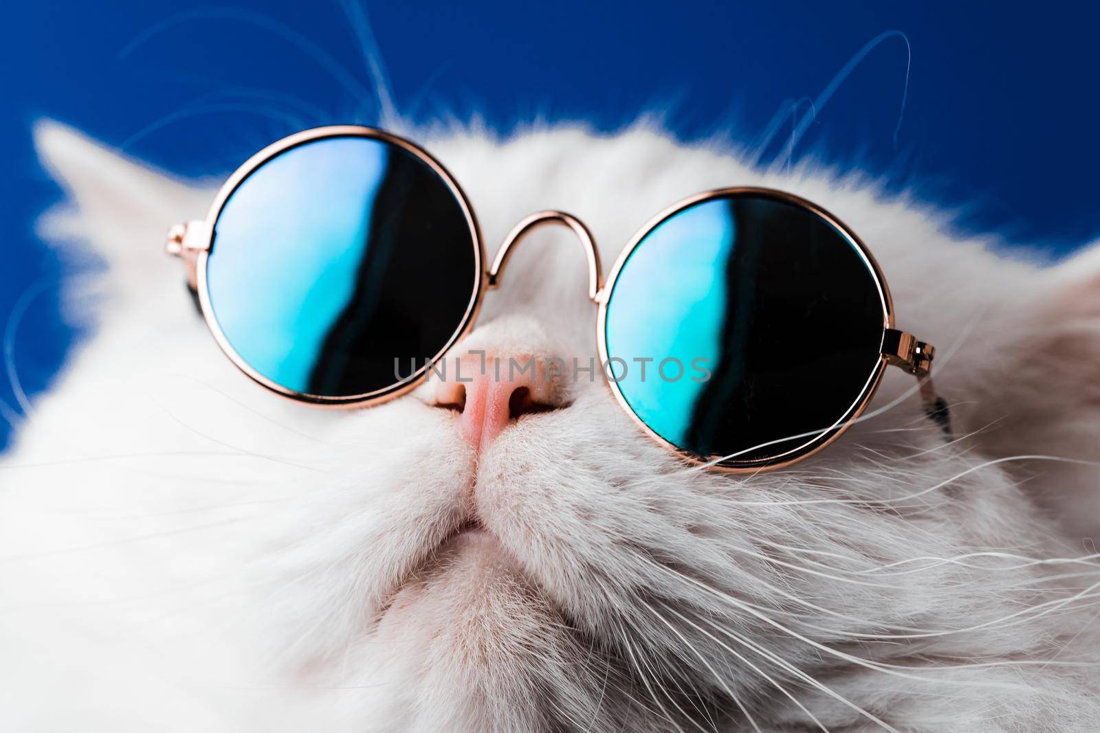Very closeup view of amazing domestic pet in mirror round fashion sunglasses is isolated on blue wall. Furry cat in studio. Animals, friends, home concept. by kristina_kokhanova
