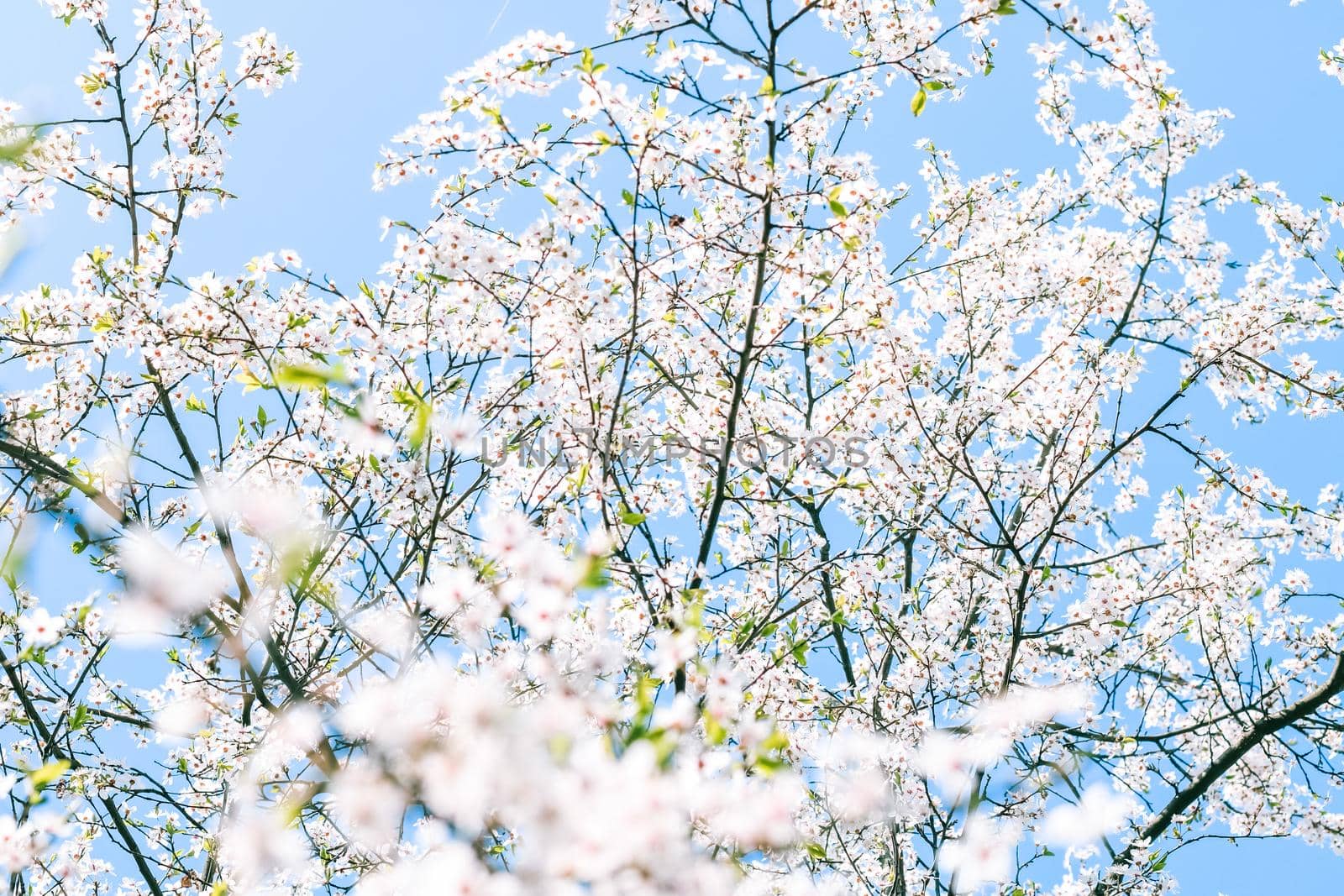 Floral beauty, dream garden and natural scenery concept - Cherry tree blossom and blue sky, white flowers as nature background