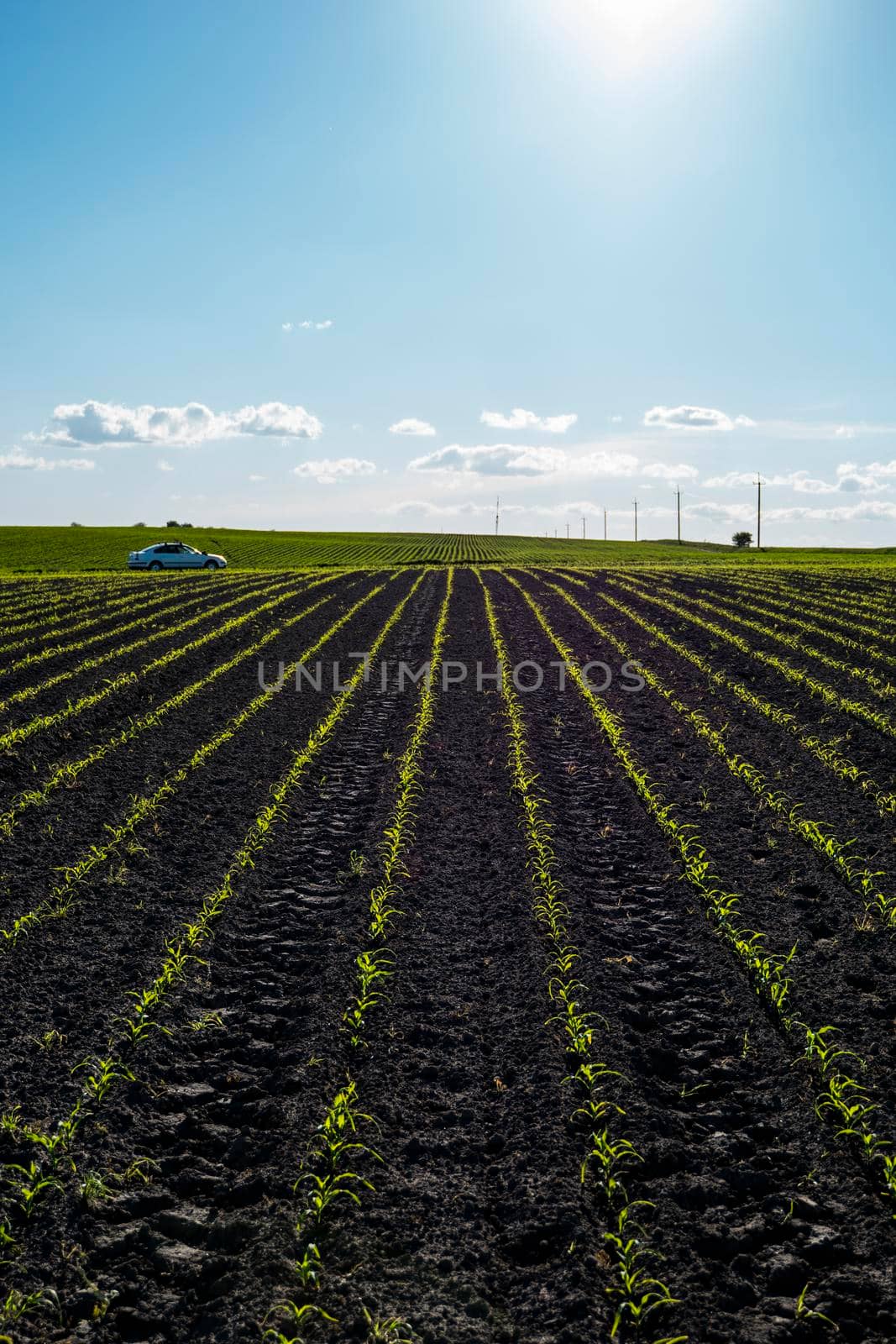 Young green corn plantation. The concept of agriculture. by vovsht