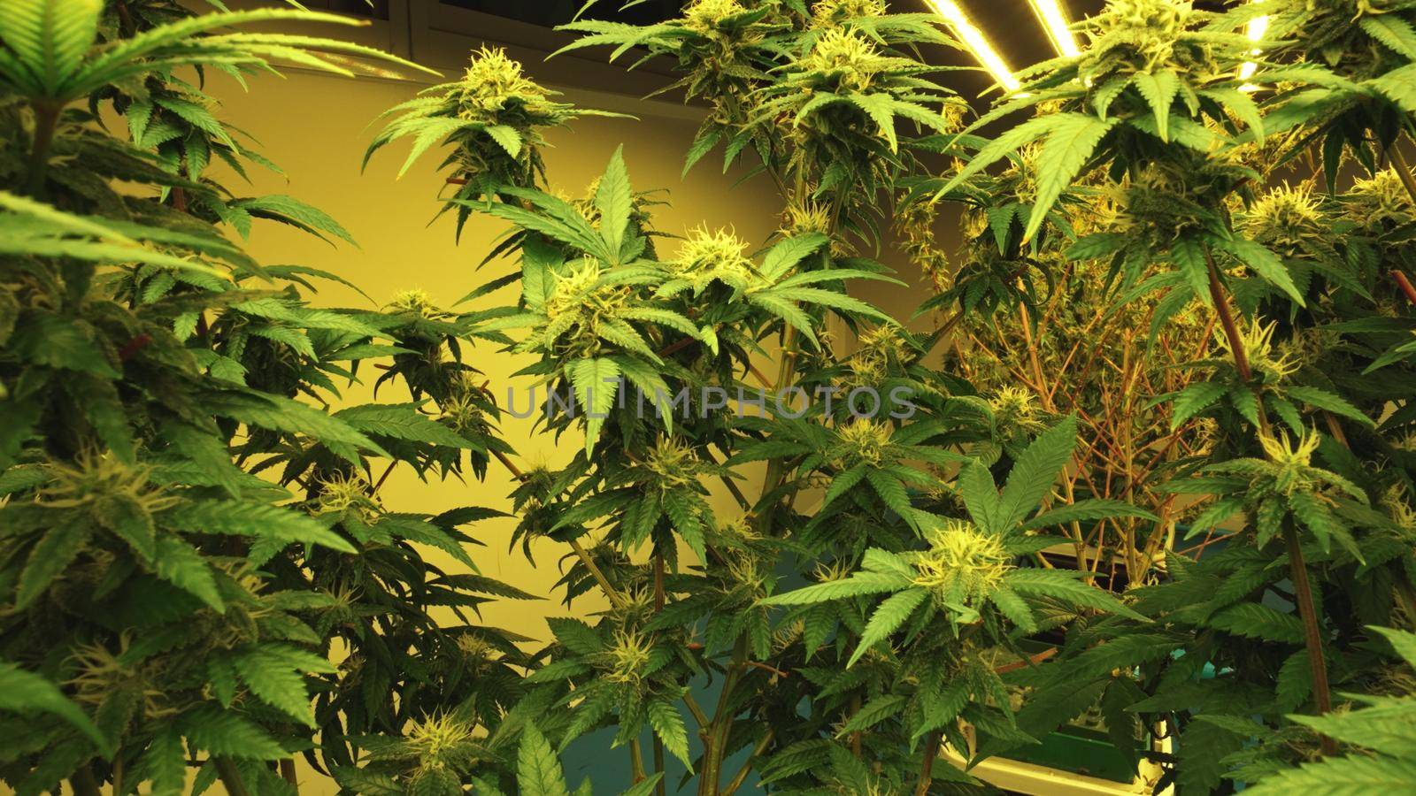 Cannabis plant in curative cannabis weed farm for medical cannabis product . The indoor agriculture farm provide high quality medicinal cannabis production for health care and medicine uses .