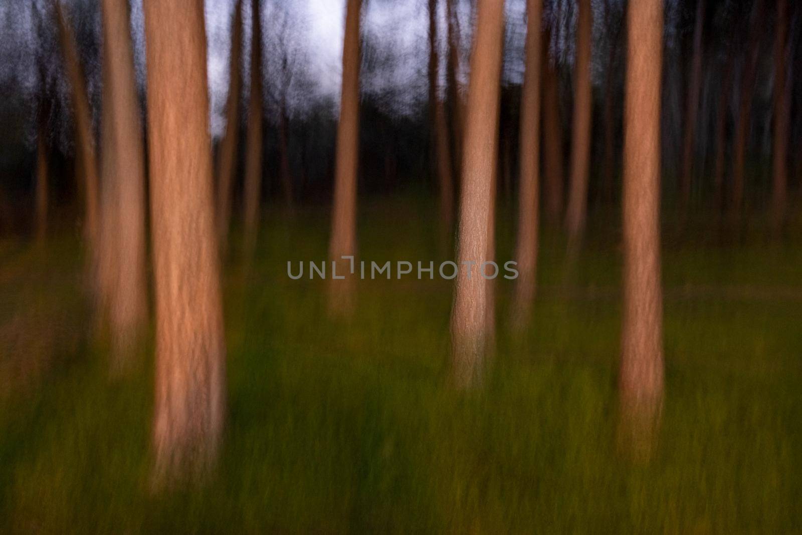 Blurred motion of trees in forest. Nature abstract background.