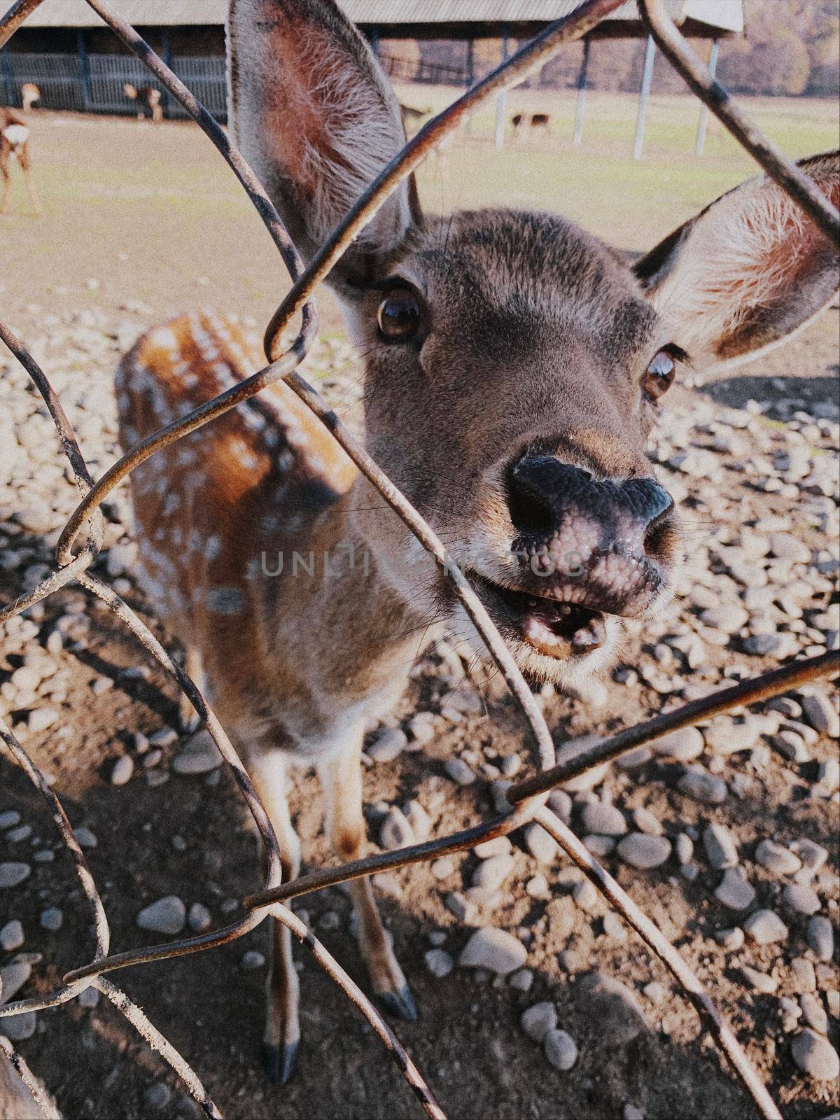 Deer looking to camera through fence in farm. Nature, beautiful animals concept.