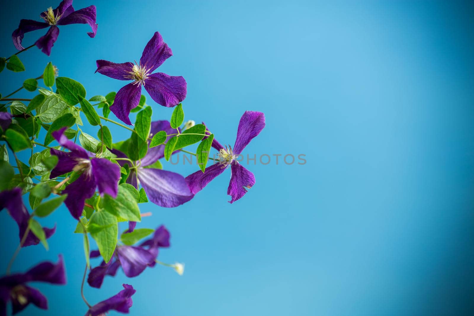 beautiful blooming clematis isolated on a blue background