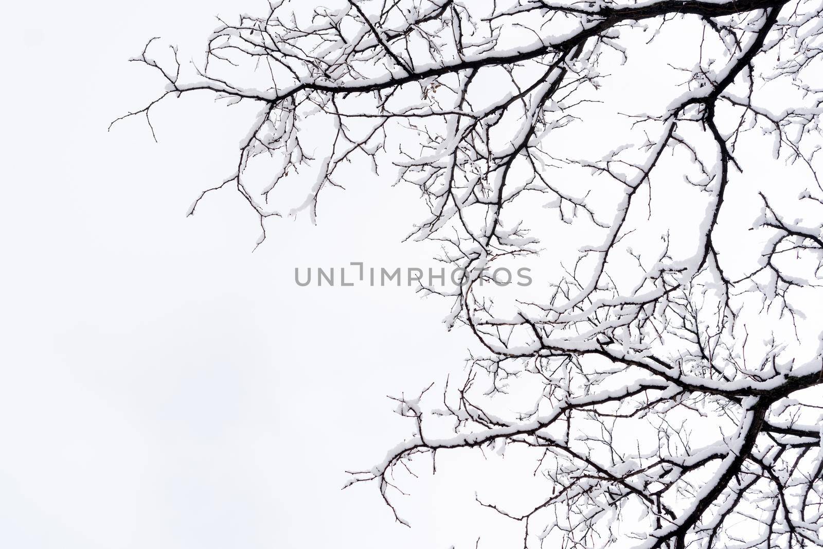 Detail of snowy tree branches with cloudy sky in the background on a cold wintry day