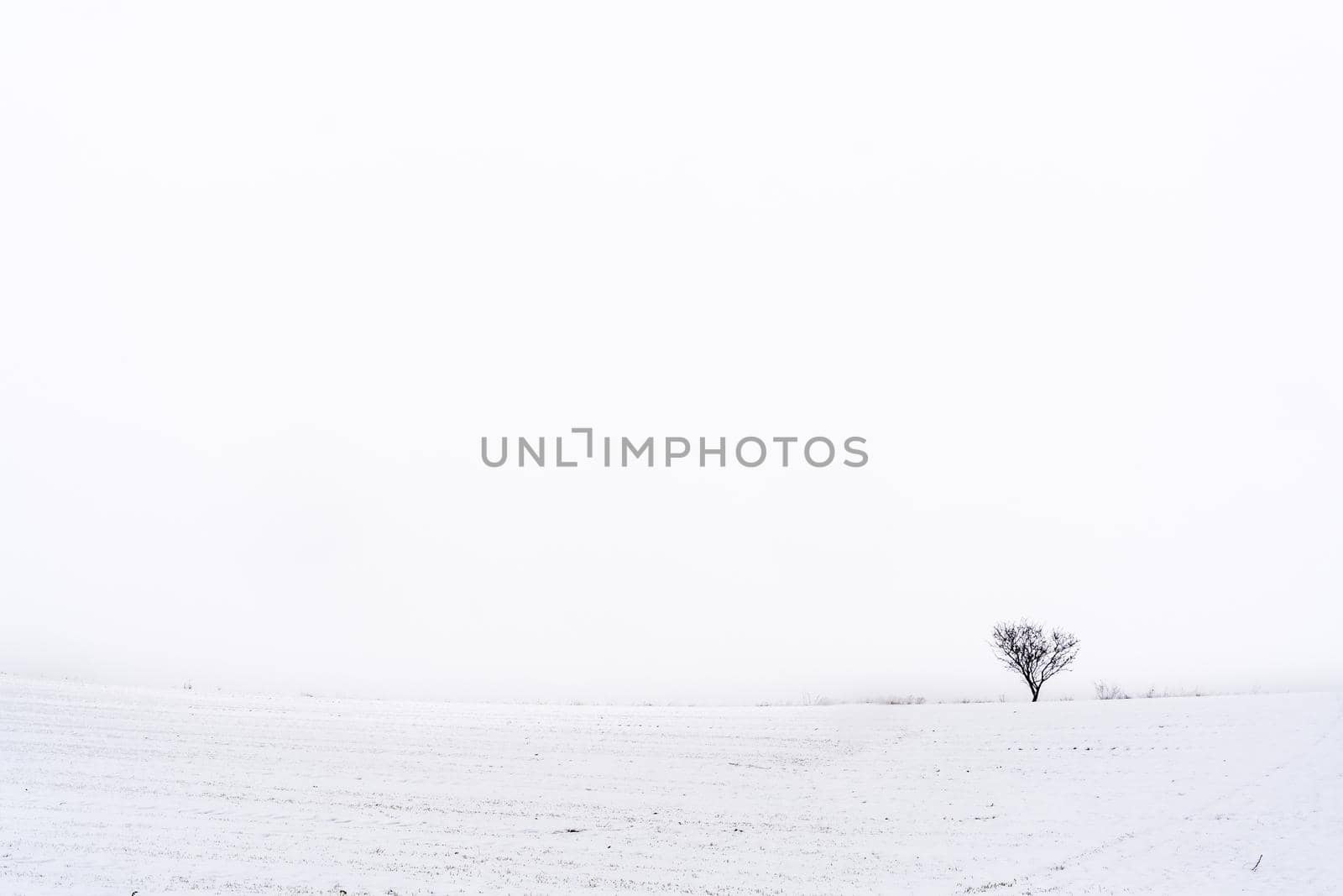 Minimalist snowy landscape with copy space. Horizontal photo. by ivanmoreno