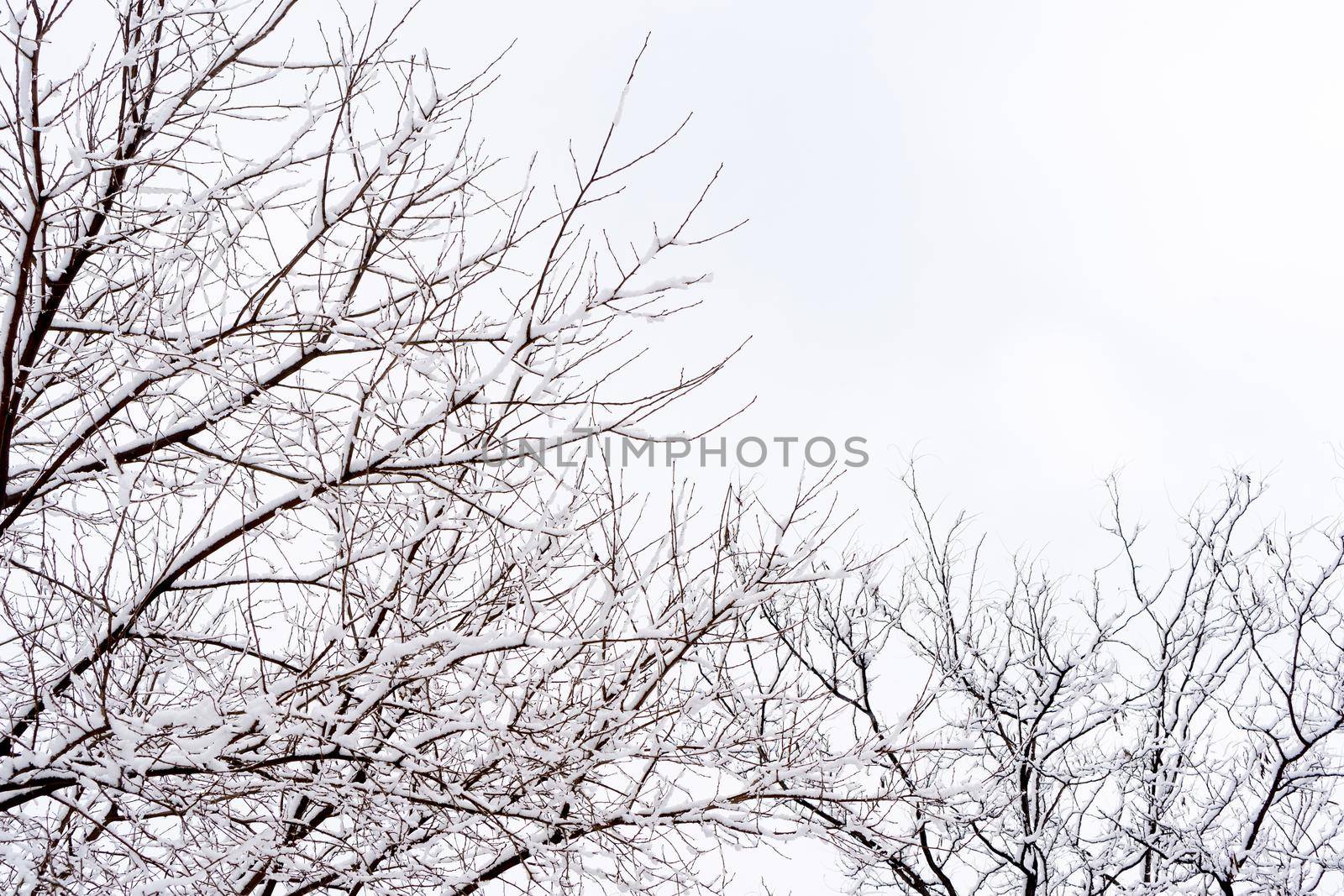 Detail of snowy tree branches with cloudy sky in the background on a cold wintry day