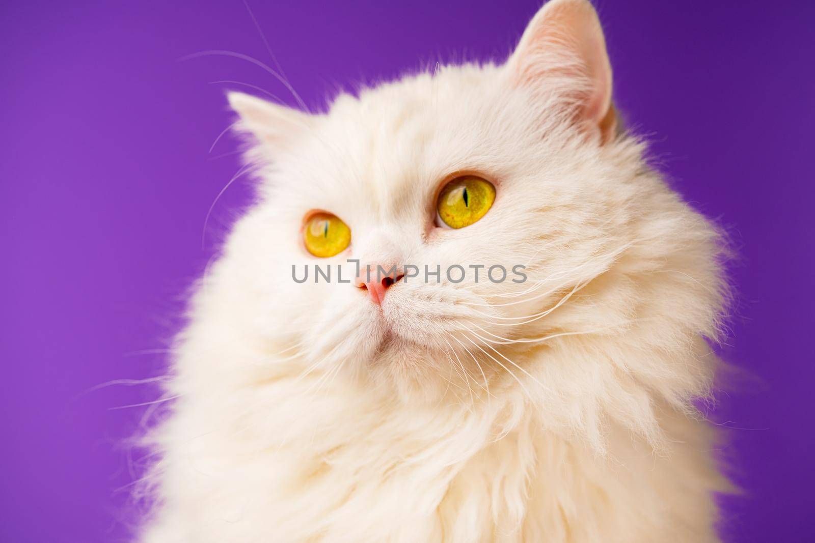 Amazing domestic pet is isolated on violet wall. Furry cat in studio. Animals, friends, home concept. High quality photo