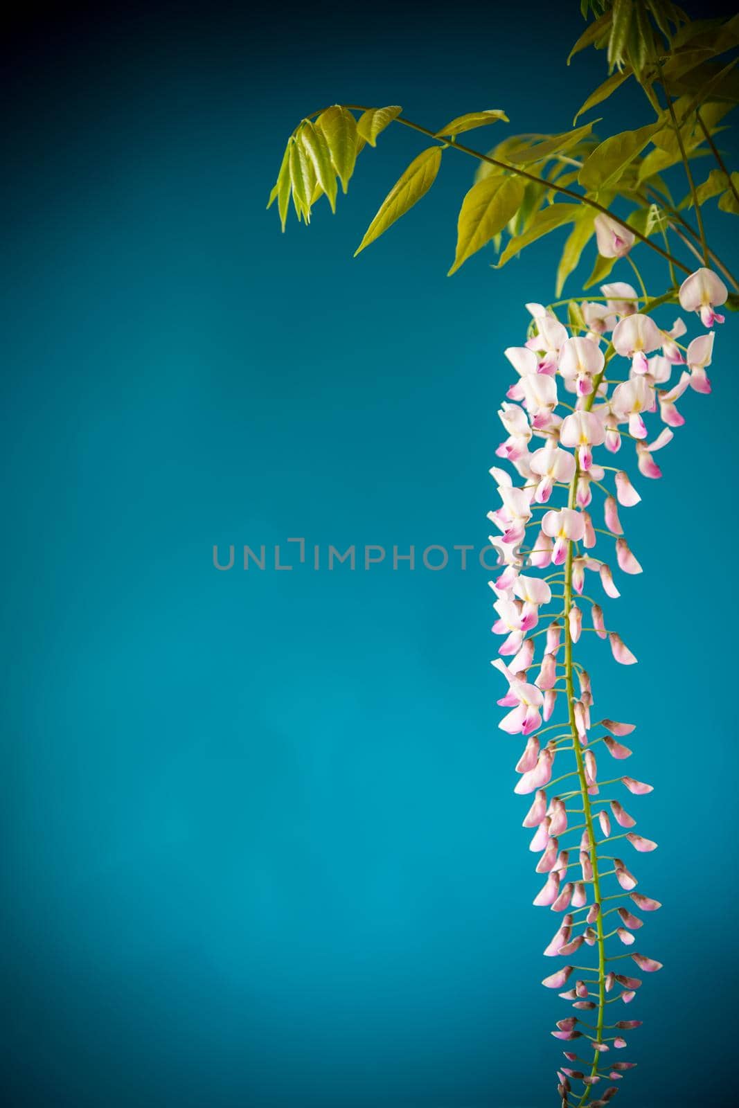 Branch of beautiful spring blooming Wisteria, isolated on blue background