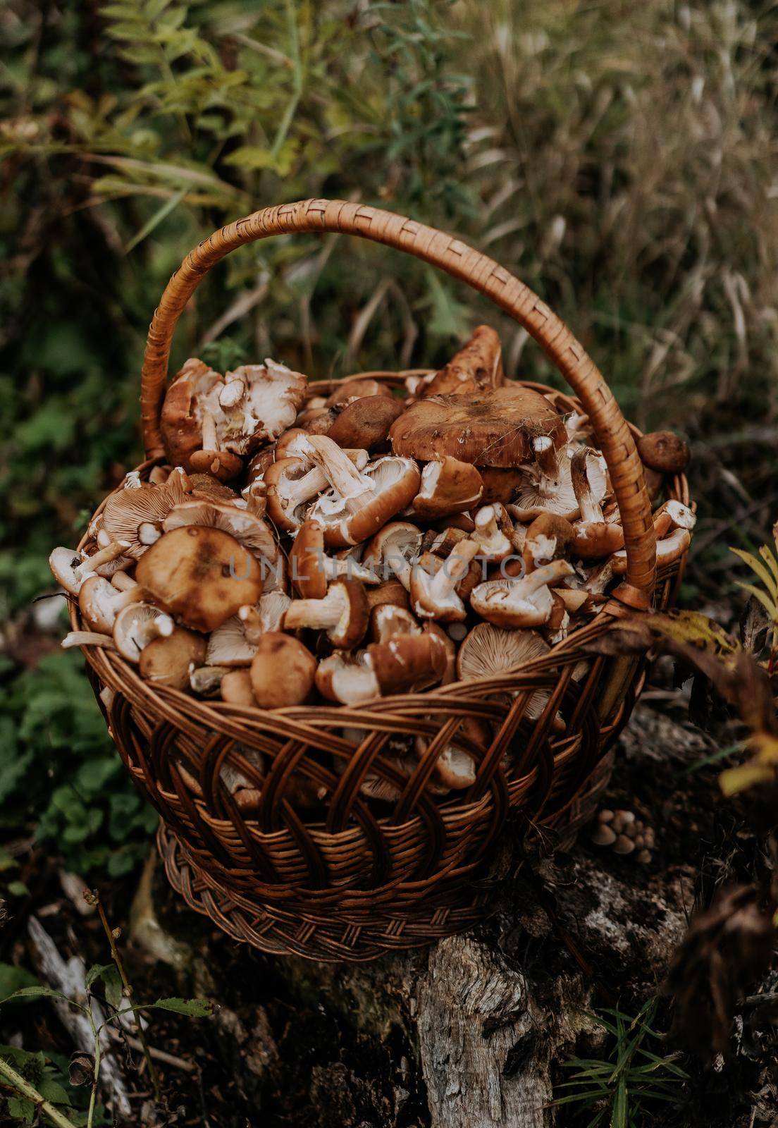 Basket full of gathered mushrooms from forest. Honey agarics, fungus concept,. High quality photo