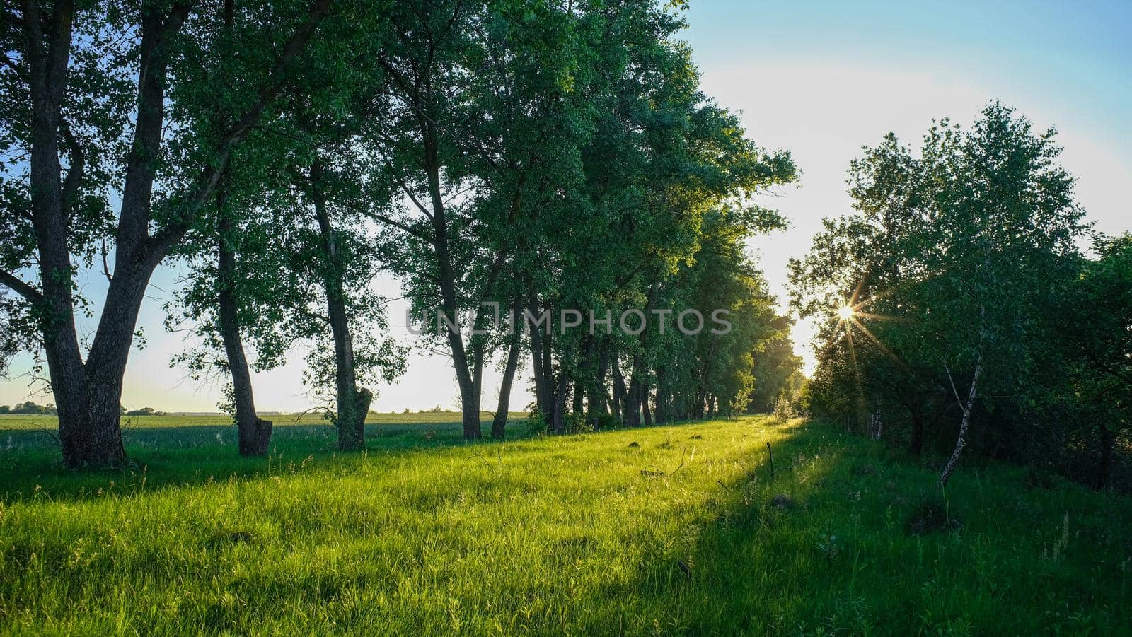 Sunset at cultivated land in the countryside on a summer evening with cloudy sky background.