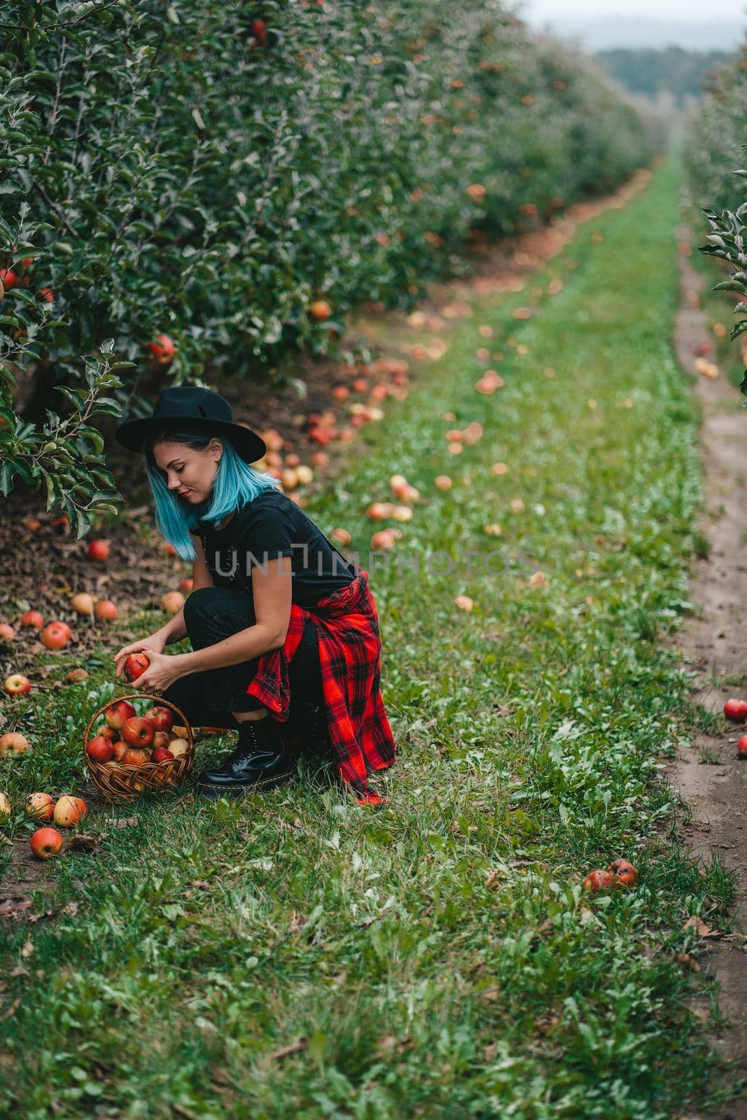 Blue haired woman picking up ripe red apple fruits in green garden. Organic lifestyle, agriculture, gardener occupation. High quality photo