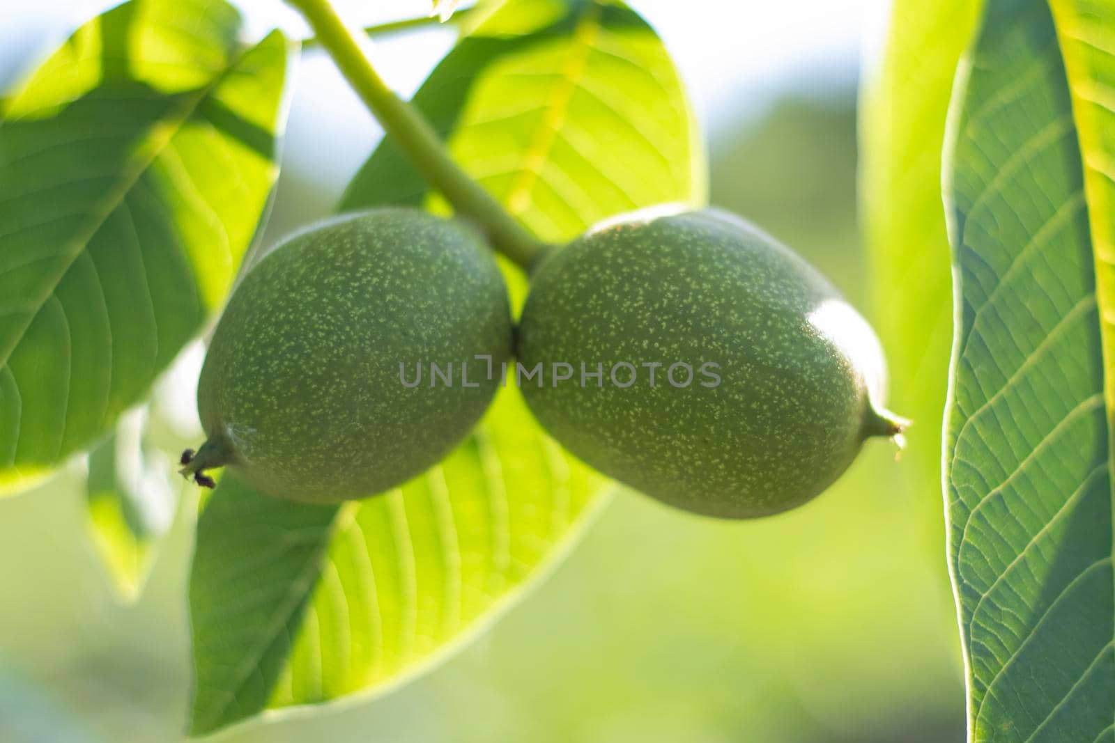 Green young walnuts grow on a tree. Variety Kocherzhenko close-up. The walnut tree grows waiting to be harvested. Green leaves background. Nut fruits on a tree branch in the yellow rays of the sun