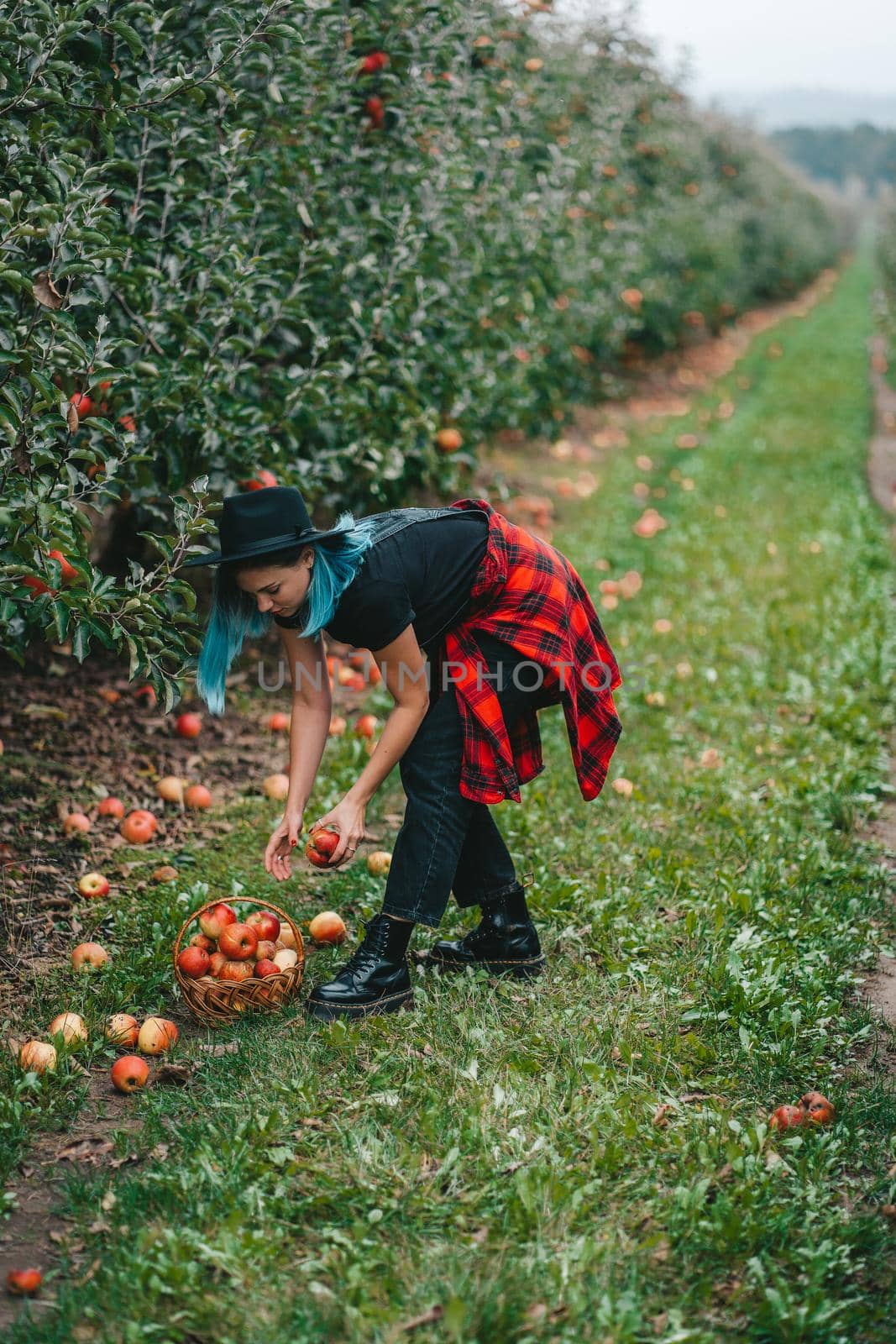 Blue haired woman picking up ripe red apple fruits in green garden. Organic lifestyle, agriculture, gardener occupation. High quality photo