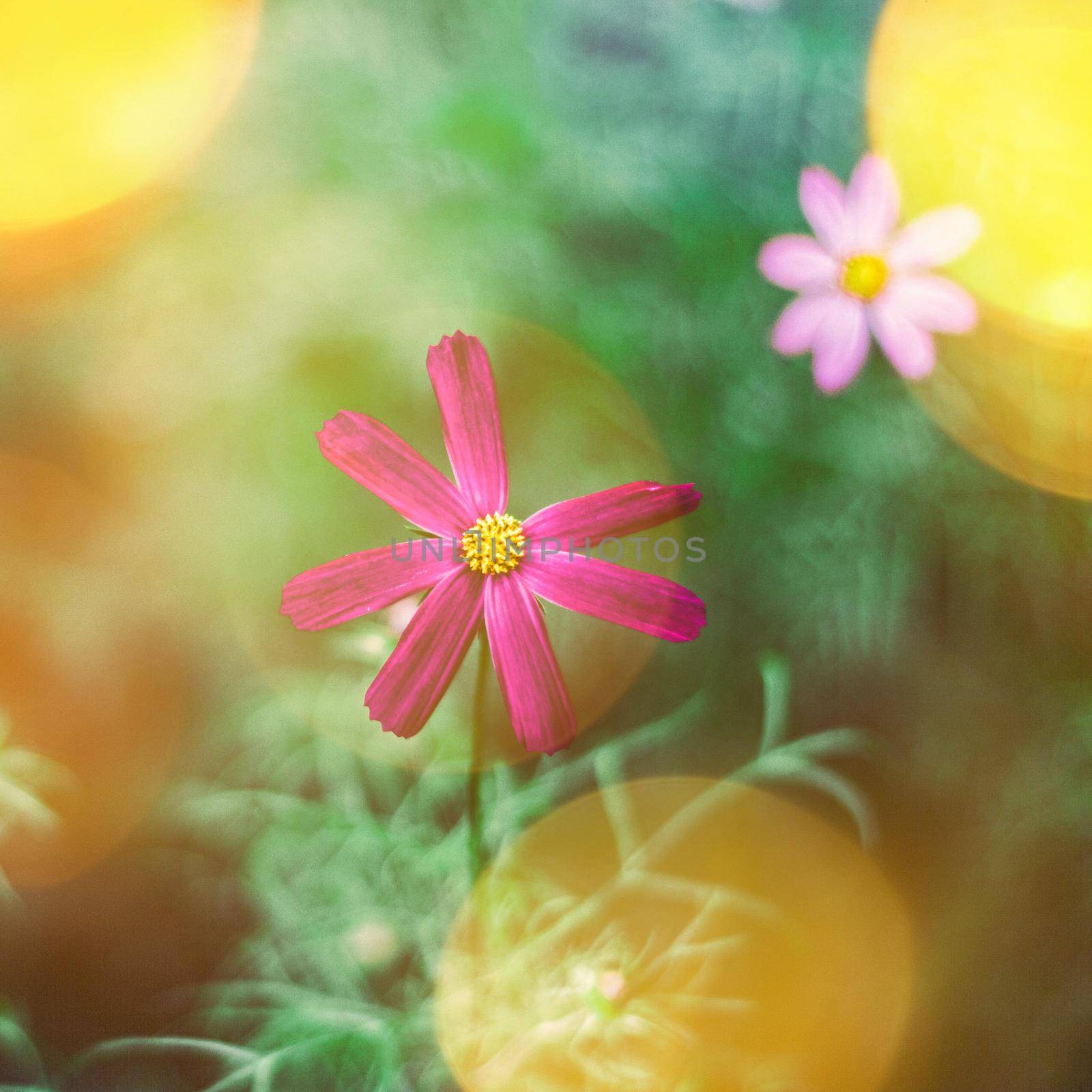 Daisy flowers in sunlight - springtime, beauty in nature and gardening concept. Garden dream in sunny day