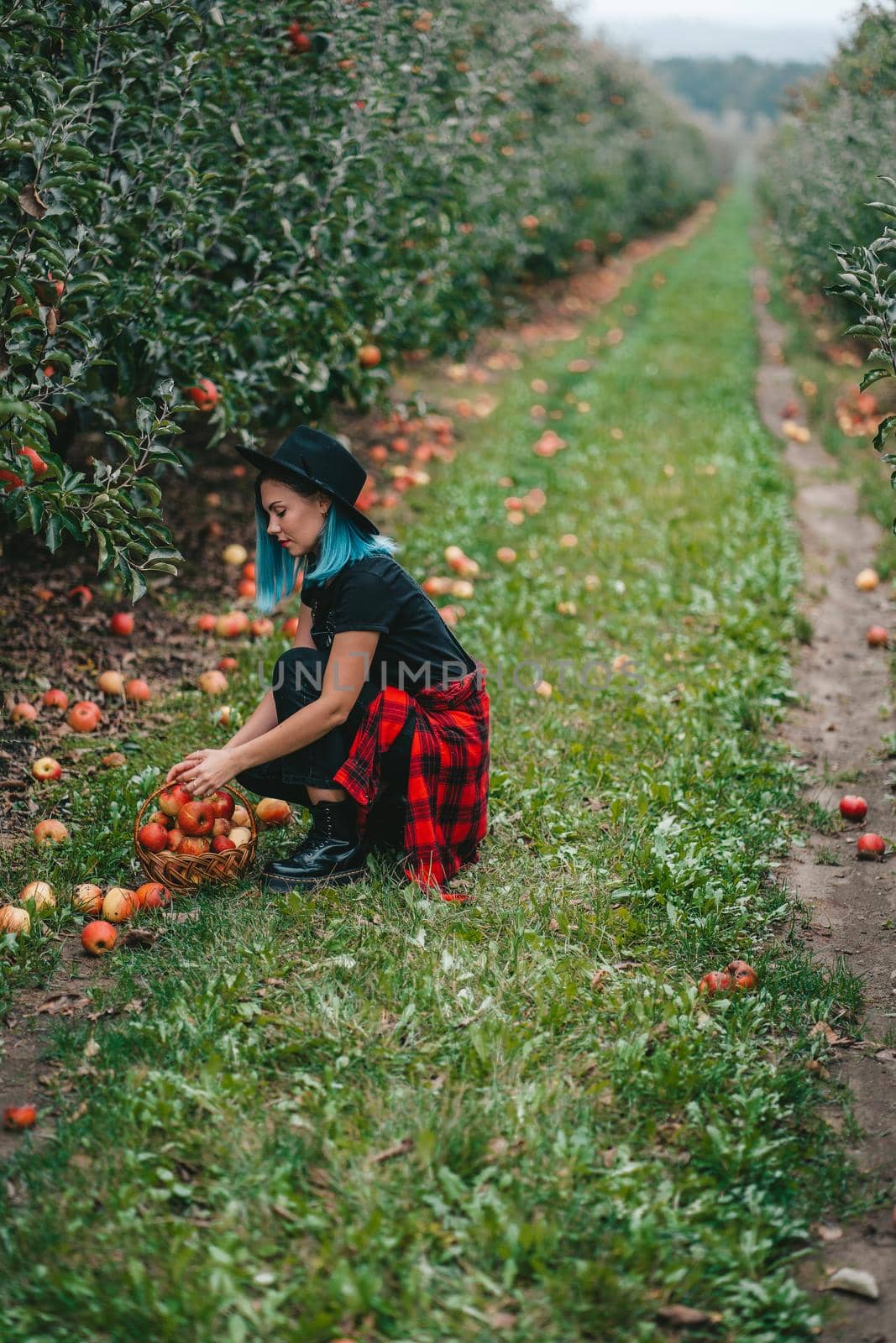 Blue haired woman picking up ripe red apple fruits in green garden. Organic lifestyle, agriculture, gardener occupation. High quality photo