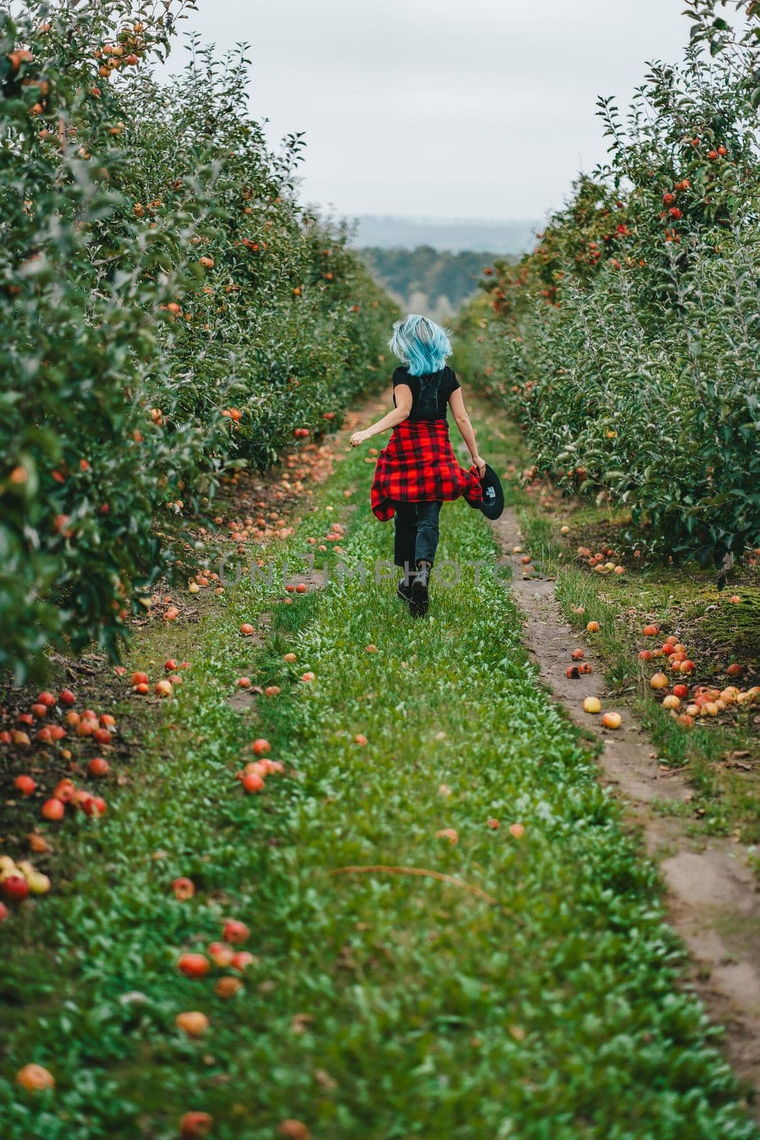 Pretty unusual woman with blue dyed hair walking alone between trees in apple garden at autumn season. Girl goes ahead away from camera. Organic, nature concept. High quality FullHD footage