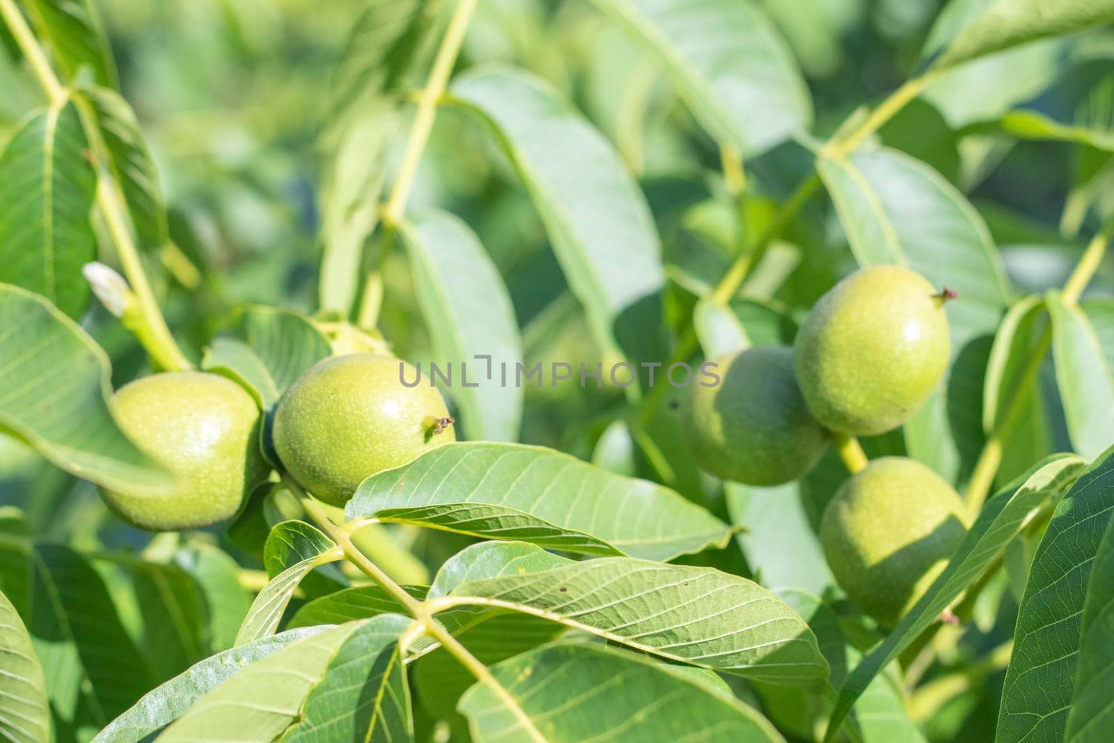 Green young walnuts grow on a tree. Variety Kocherzhenko close-up. The walnut tree grows waiting to be harvested. Green leaves background. Nut fruits on a tree branch in the yellow rays of the sun