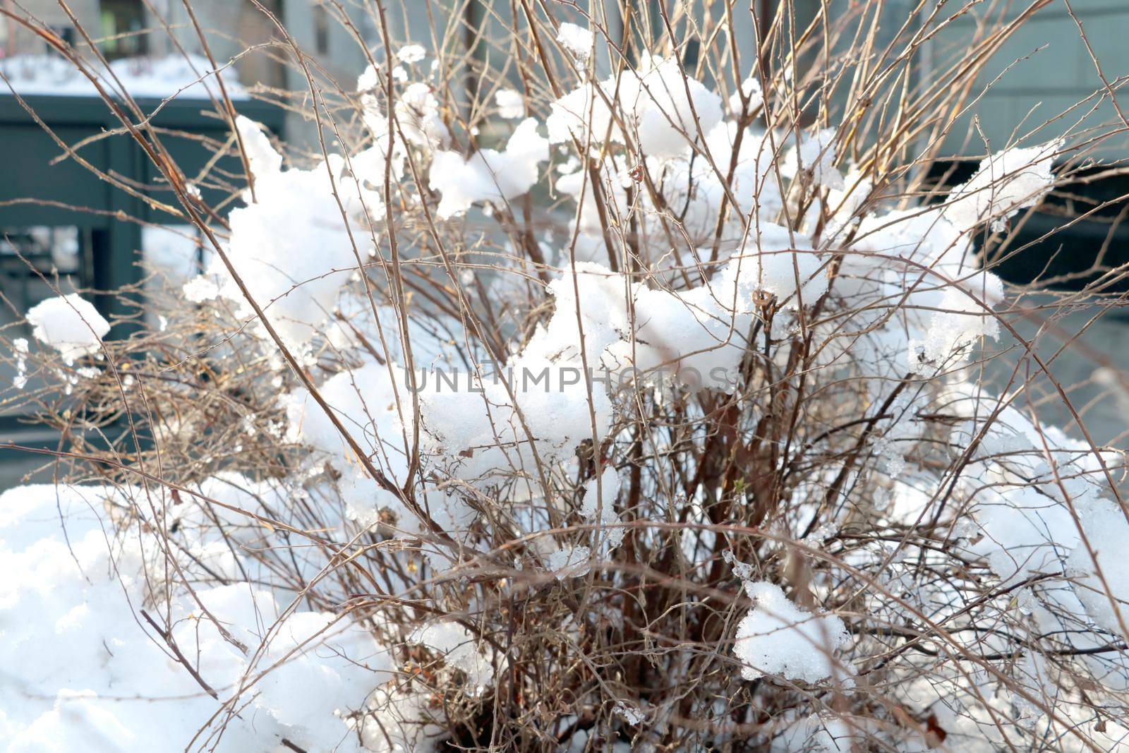 Dry gray bushes under the snow in the park