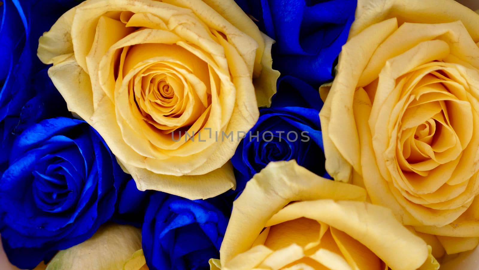 The background is yellow blue rose flowers, Ukrainian symbol of the flag. Close-up